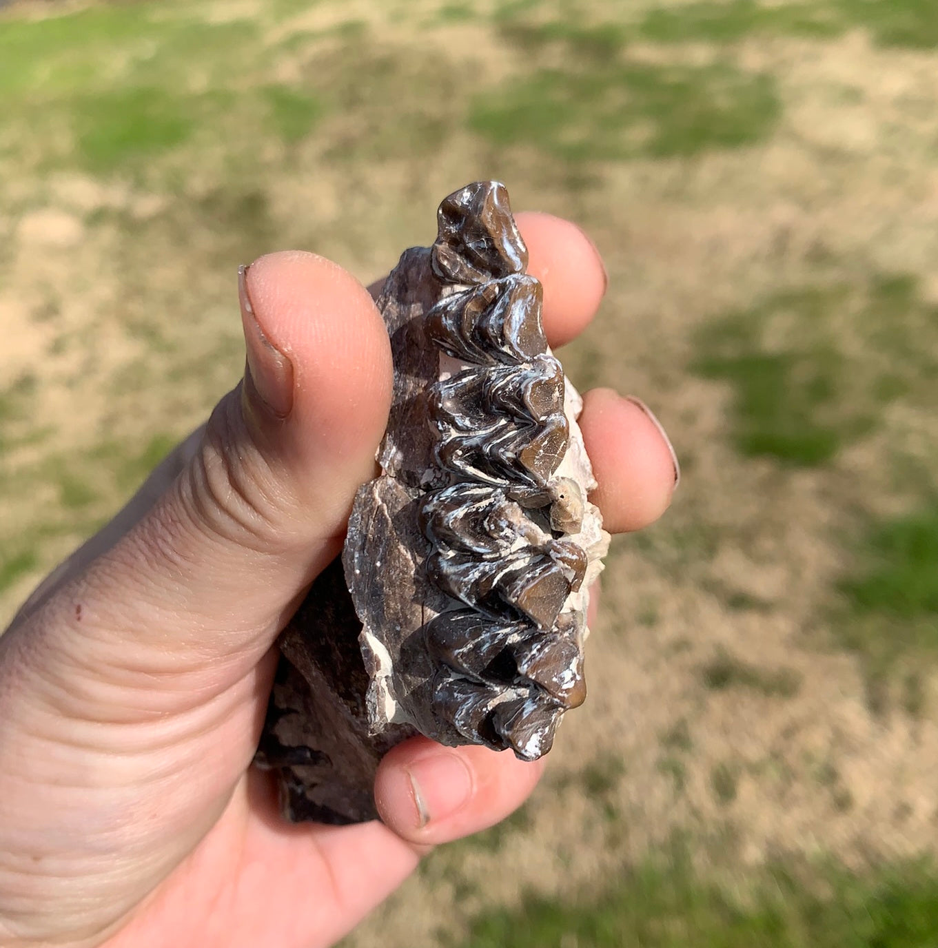 Oreodont Fossil Skull Partial Upper with Teeth