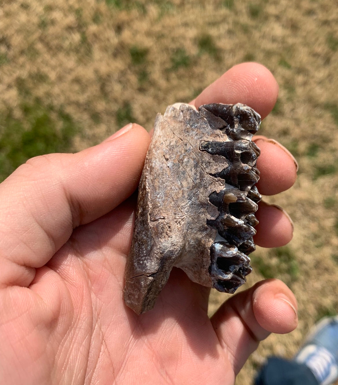 Oreodont Fossil Skull Partial Upper with Teeth