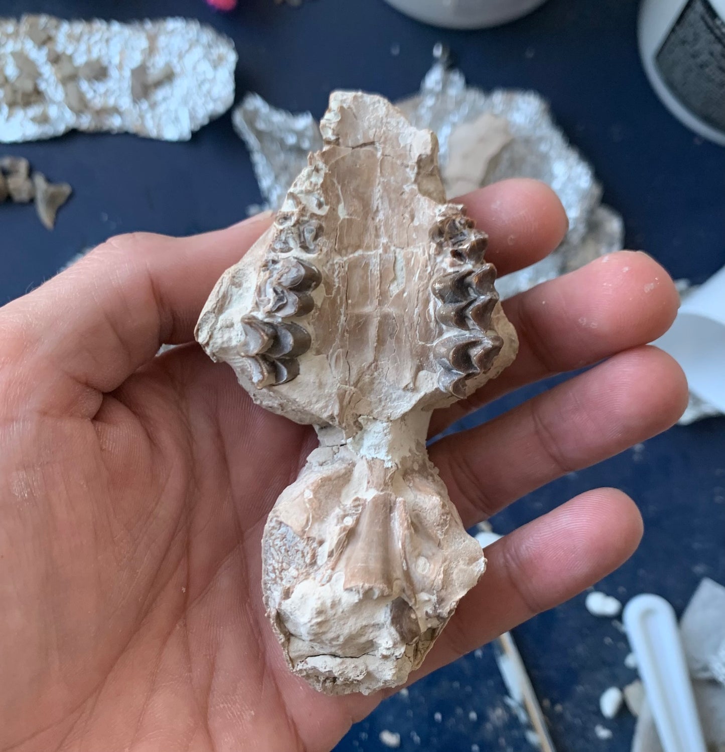 Tiny Fossil Oreodont Skull Brule Formation