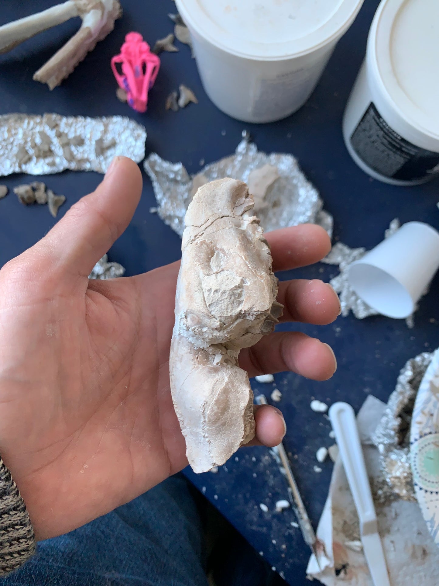 Tiny Fossil Oreodont Skull Brule Formation