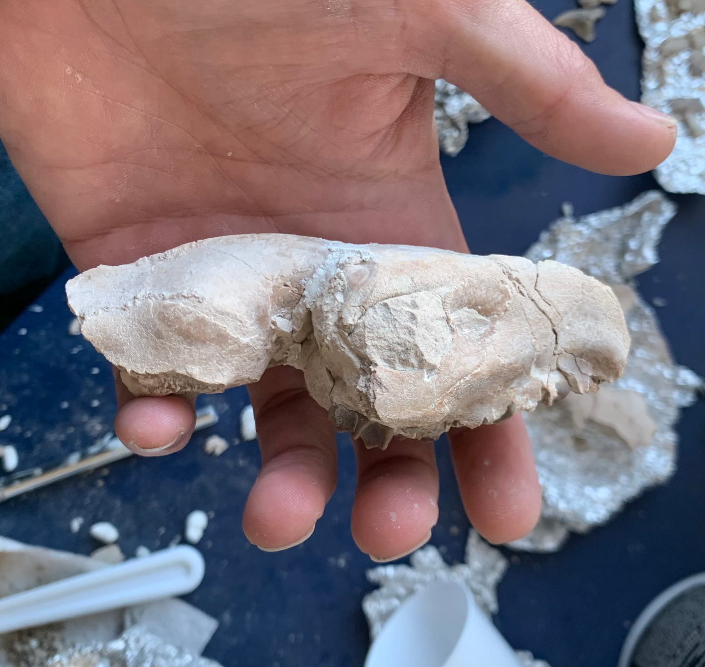 Tiny Fossil Oreodont Skull Brule Formation