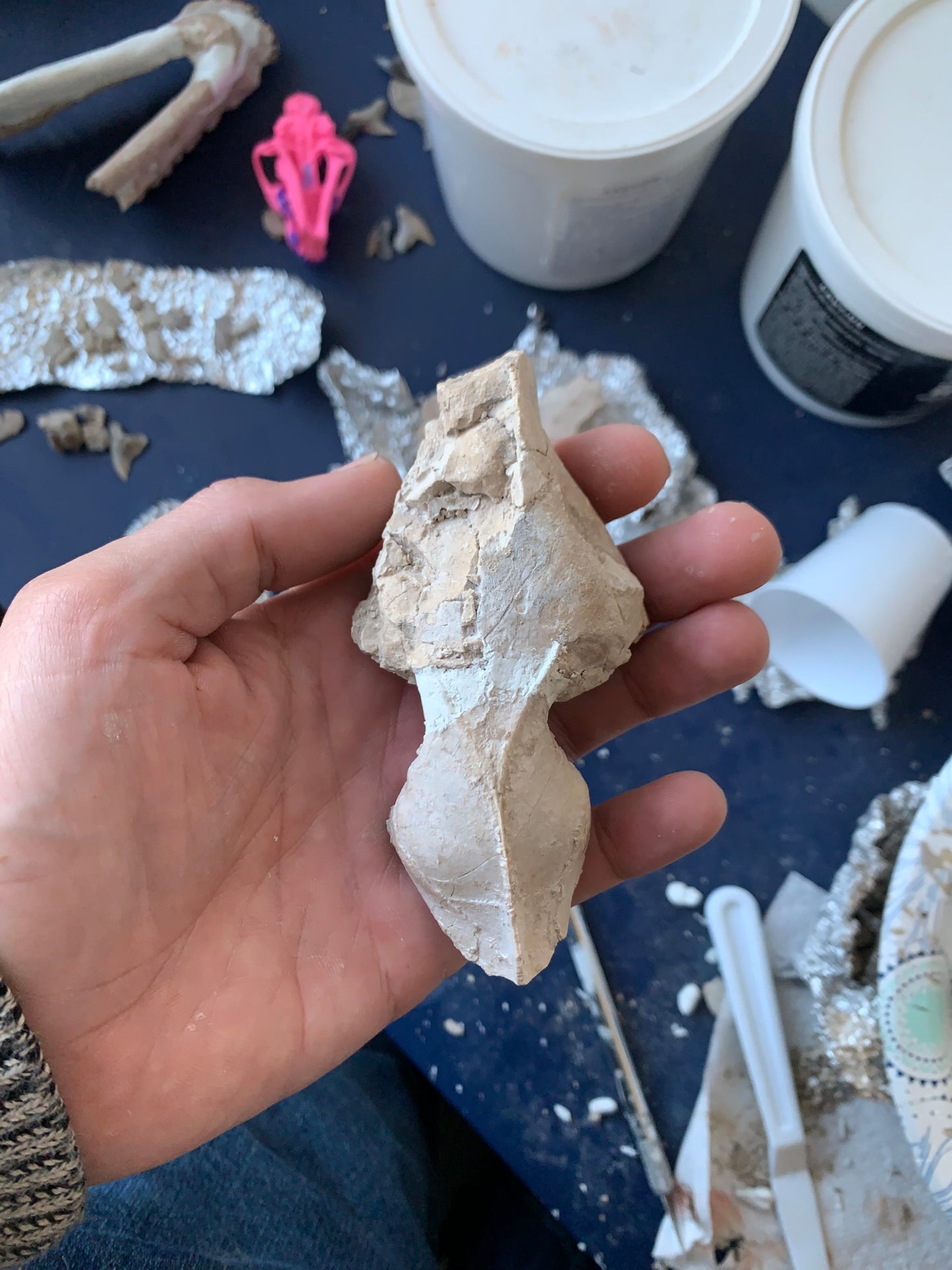 Tiny Fossil Oreodont Skull Brule Formation