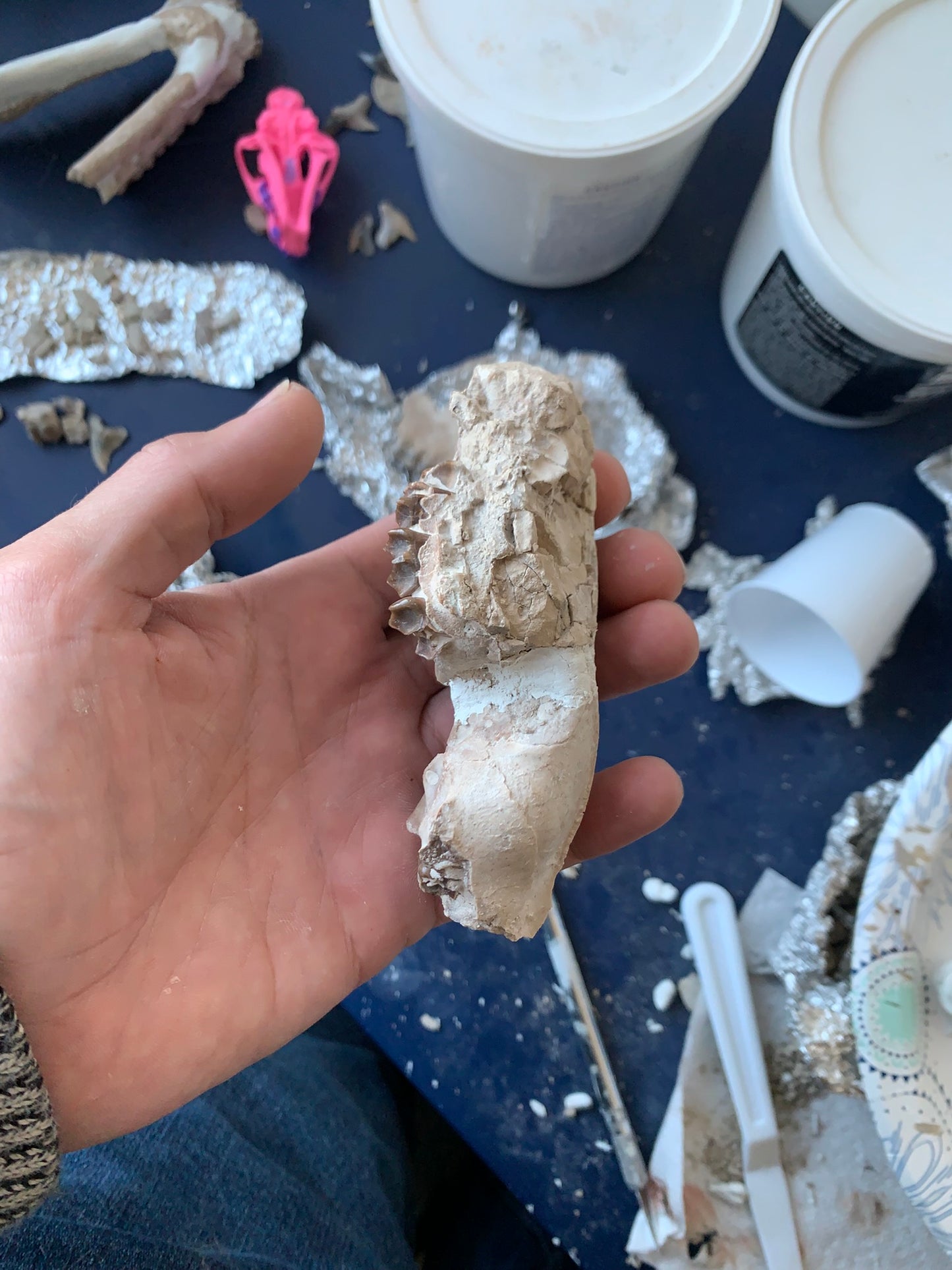 Tiny Fossil Oreodont Skull Brule Formation