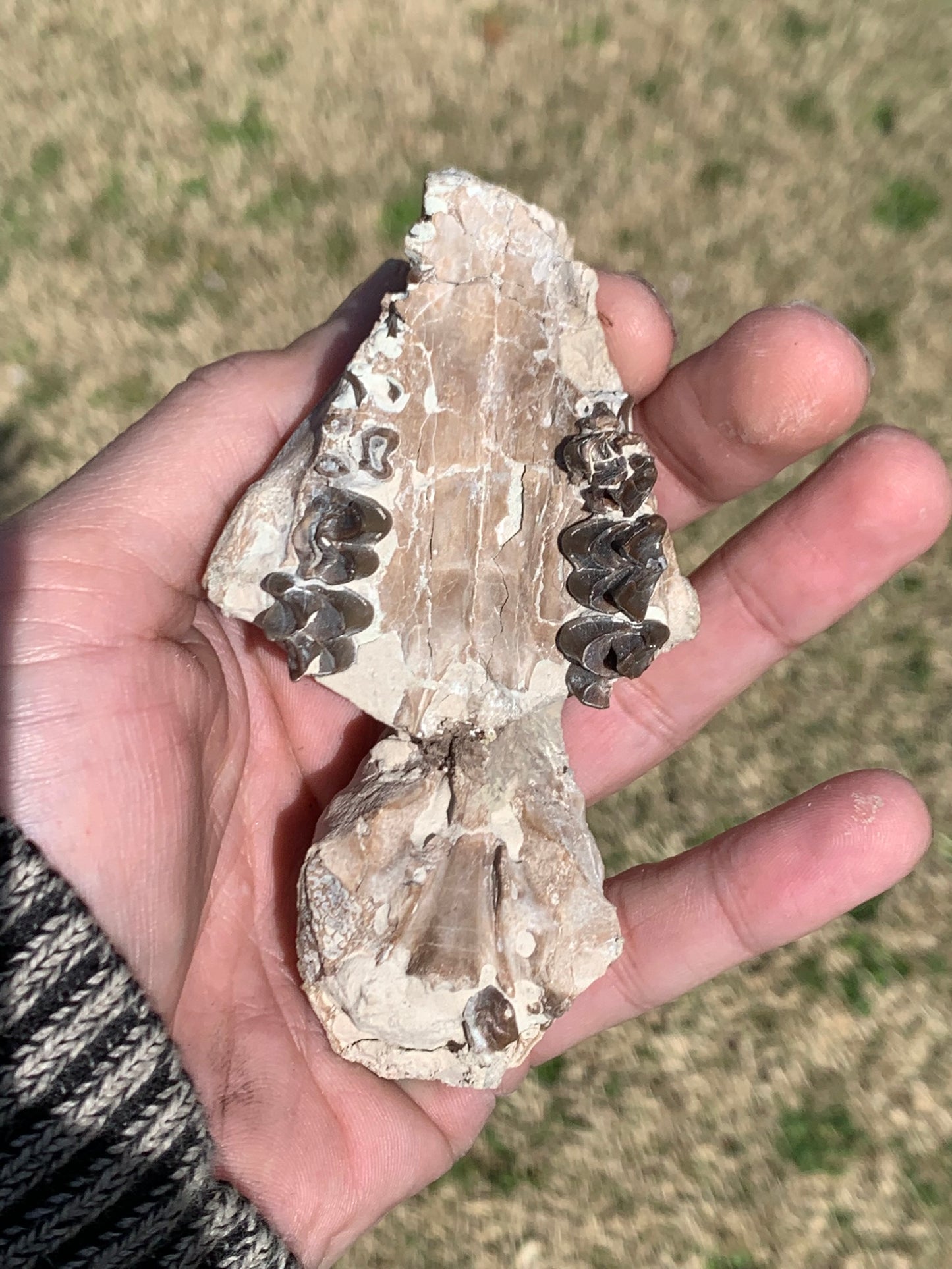 Tiny Fossil Oreodont Skull Brule Formation