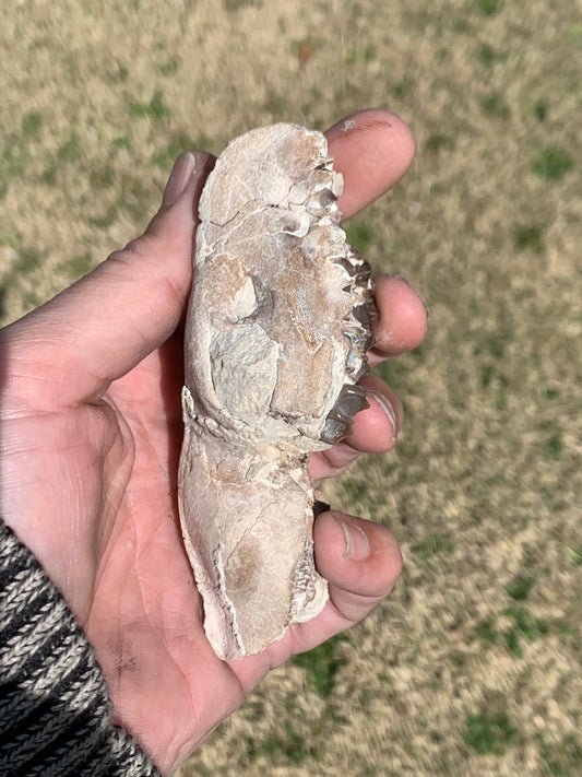 Tiny Fossil Oreodont Skull Brule Formation