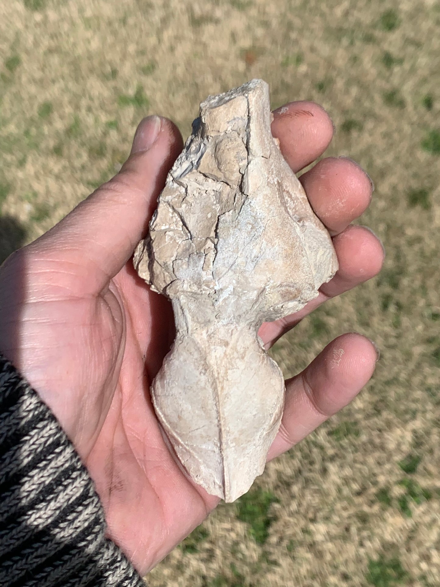 Tiny Fossil Oreodont Skull Brule Formation