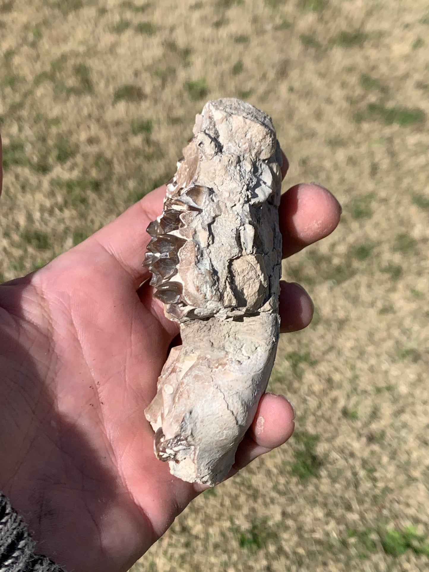 Tiny Fossil Oreodont Skull Brule Formation