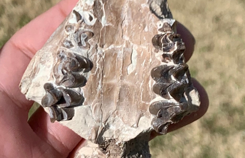 Tiny Fossil Oreodont Skull Brule Formation