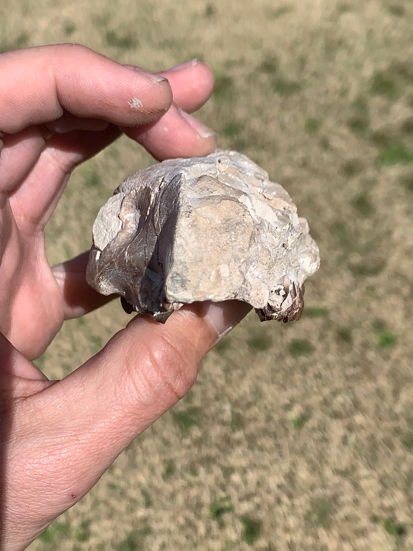 Tiny Fossil Oreodont Skull Brule Formation