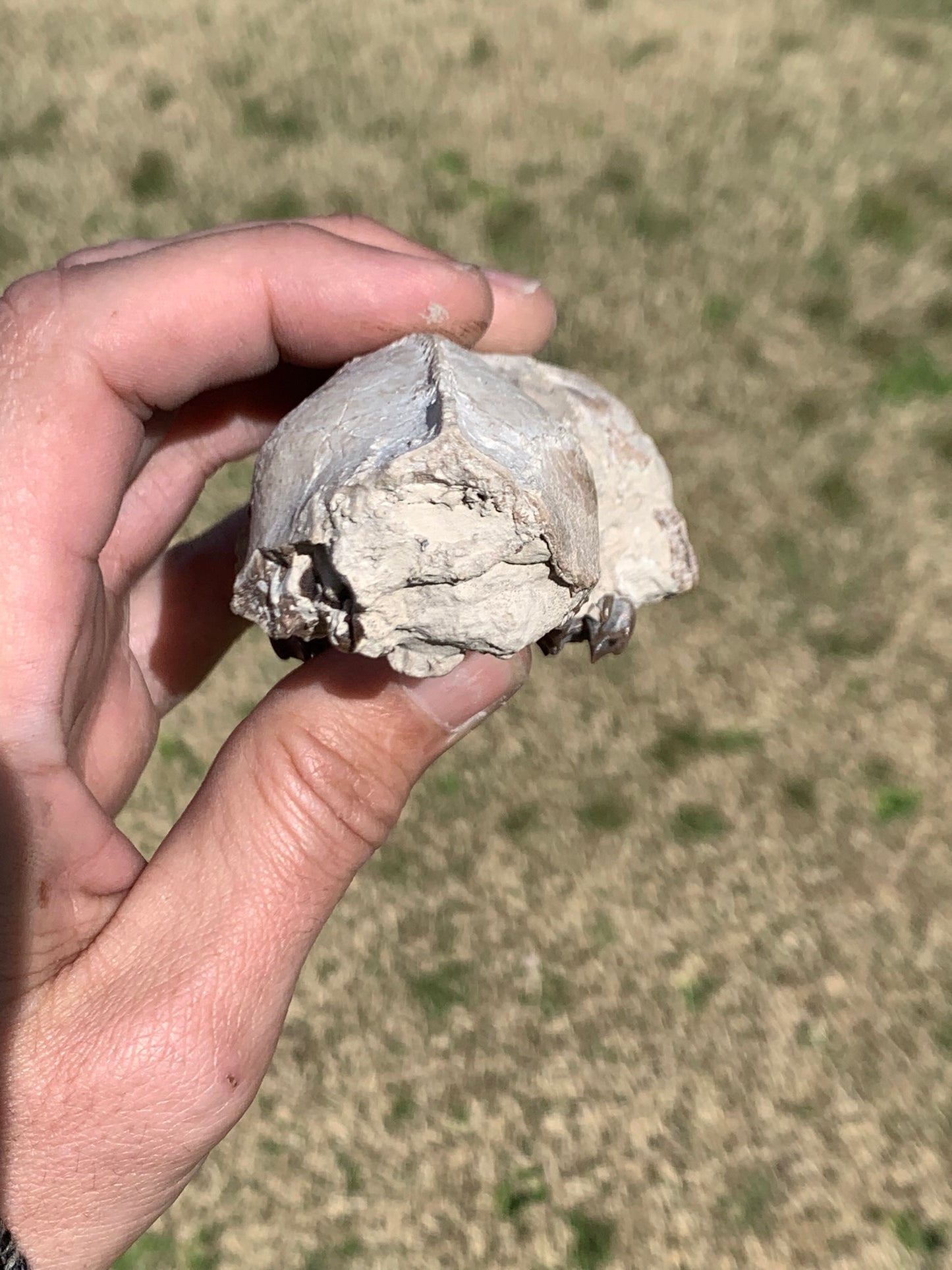 Tiny Fossil Oreodont Skull Brule Formation