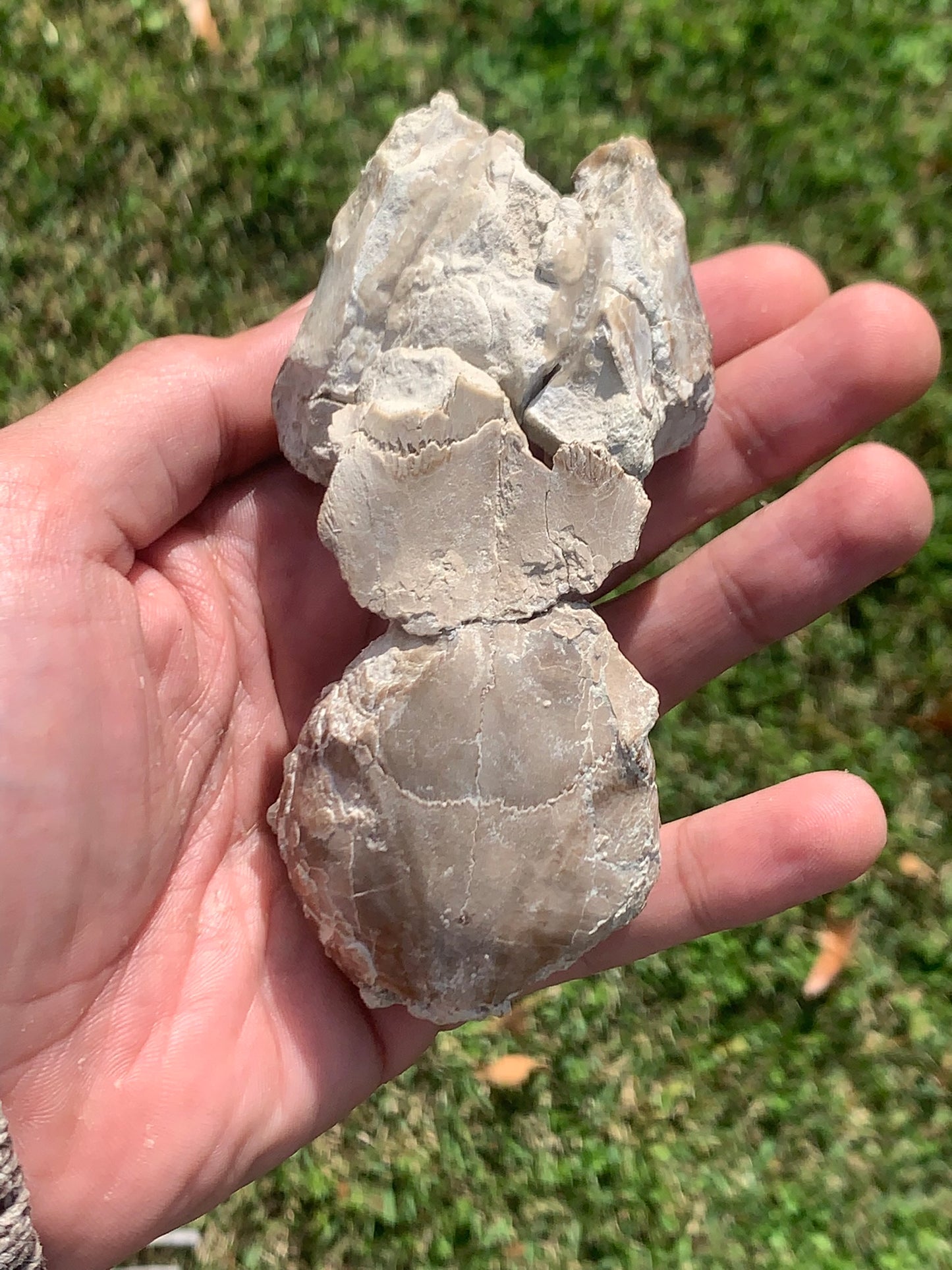 Fossil Horse skull, Mesohippus bairdi White River Badlands