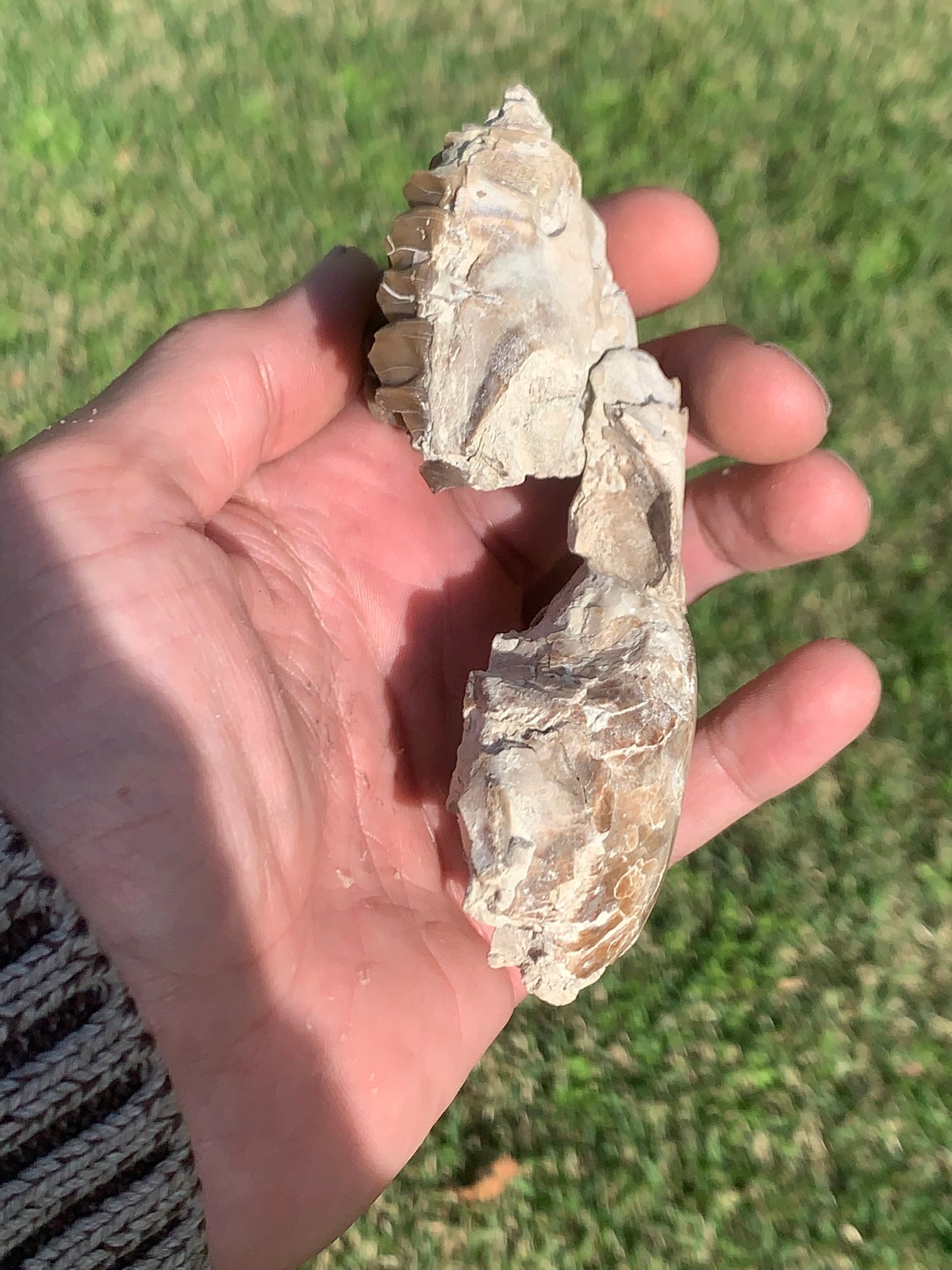 Fossil Horse skull, Mesohippus bairdi White River Badlands