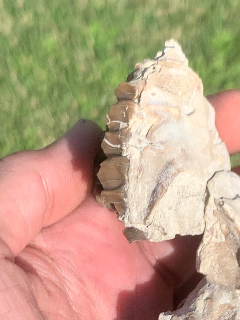 Fossil Horse skull, Mesohippus bairdi White River Badlands