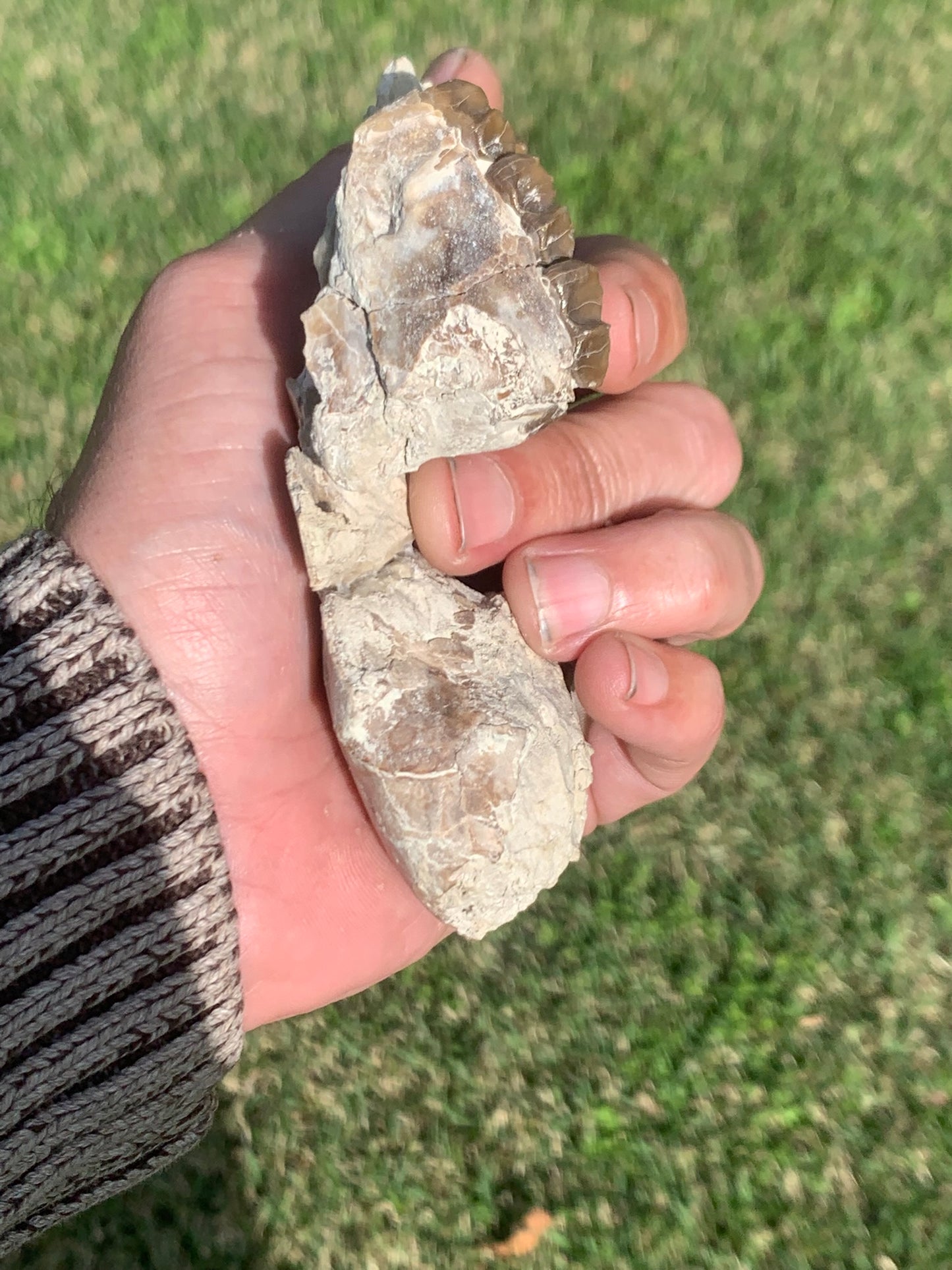 Fossil Horse skull, Mesohippus bairdi White River Badlands