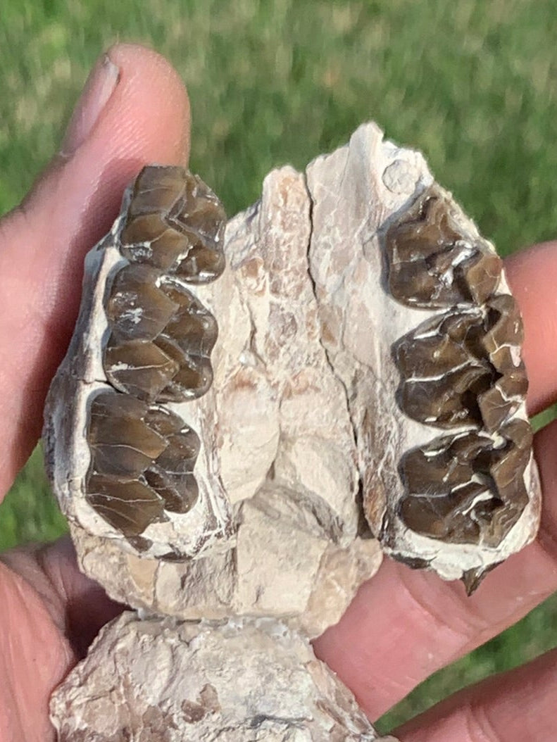 Fossil Horse skull, Mesohippus bairdi White River Badlands