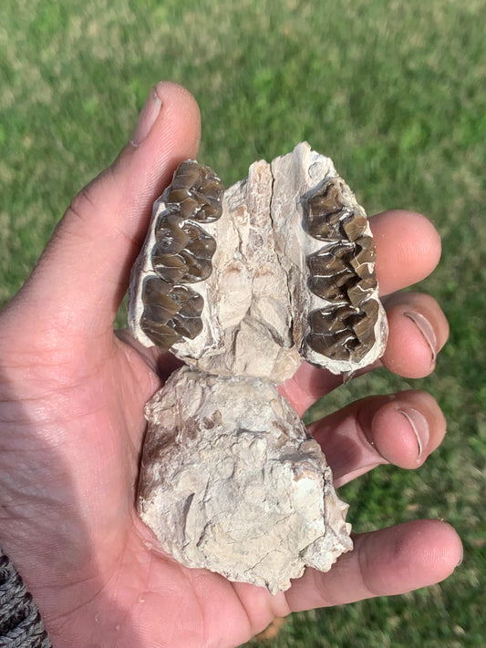 Fossil Horse skull, Mesohippus bairdi White River Badlands