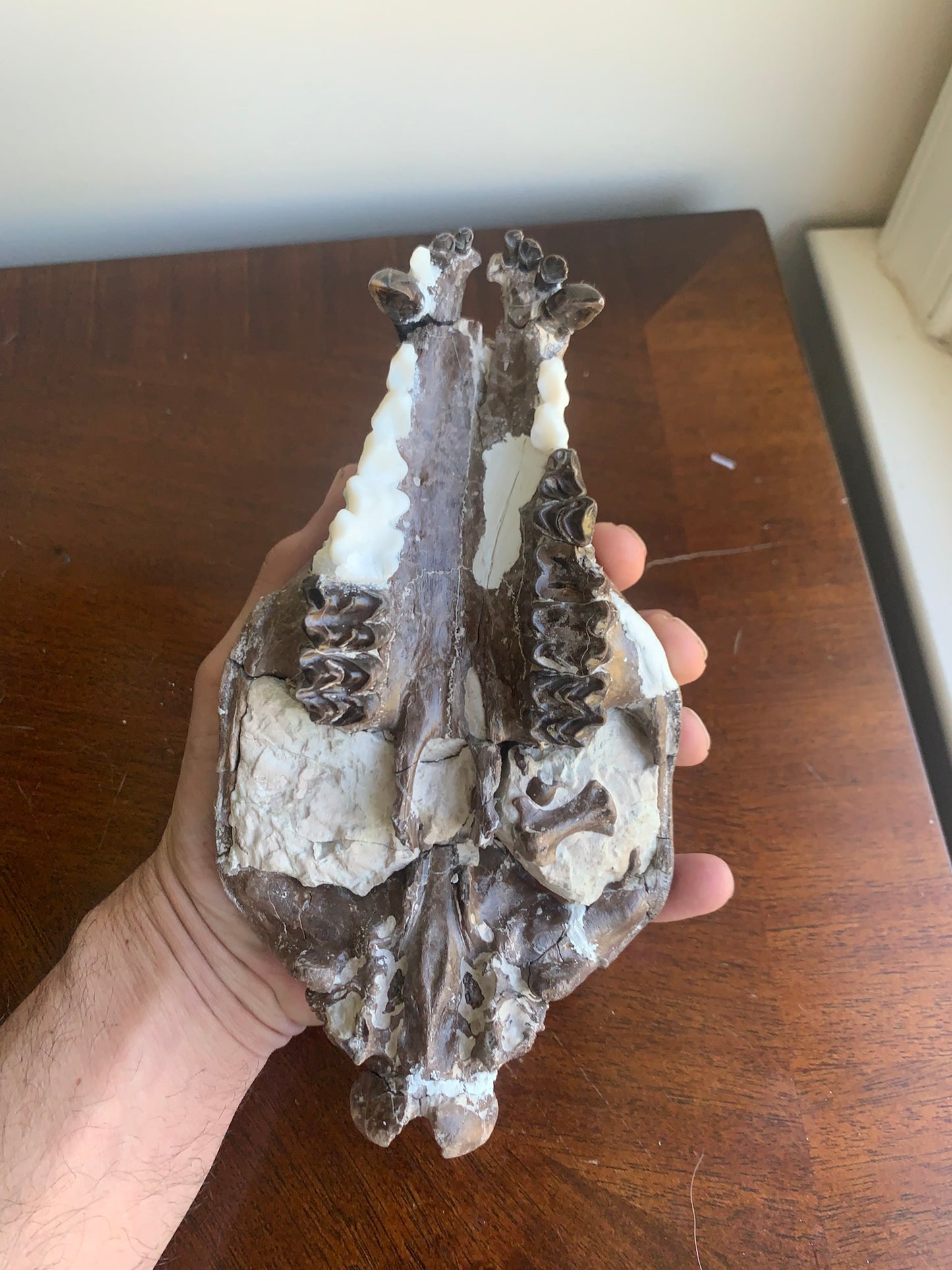Beautiful Chocolate Fossil Oreodont skull
