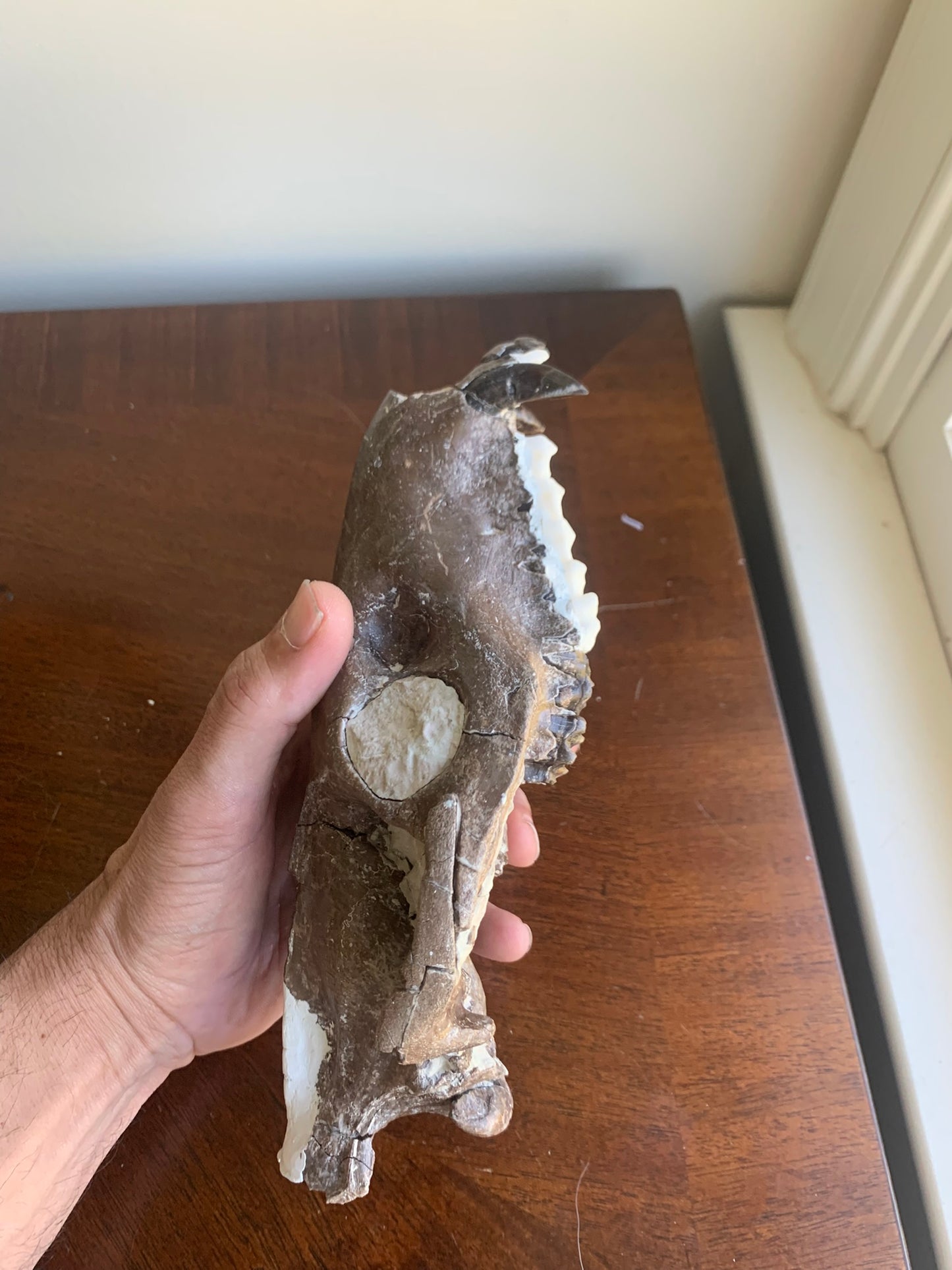 Beautiful Chocolate Fossil Oreodont skull