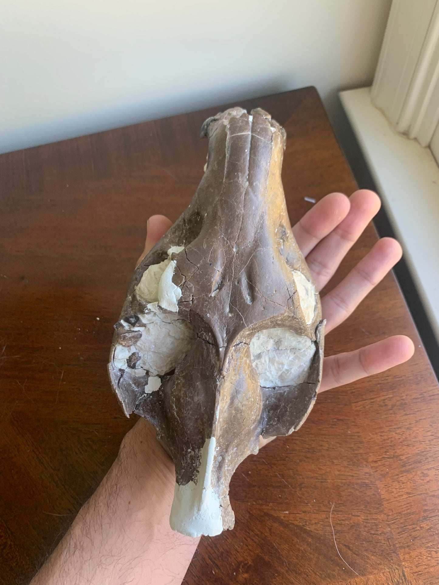 Beautiful Chocolate Fossil Oreodont skull