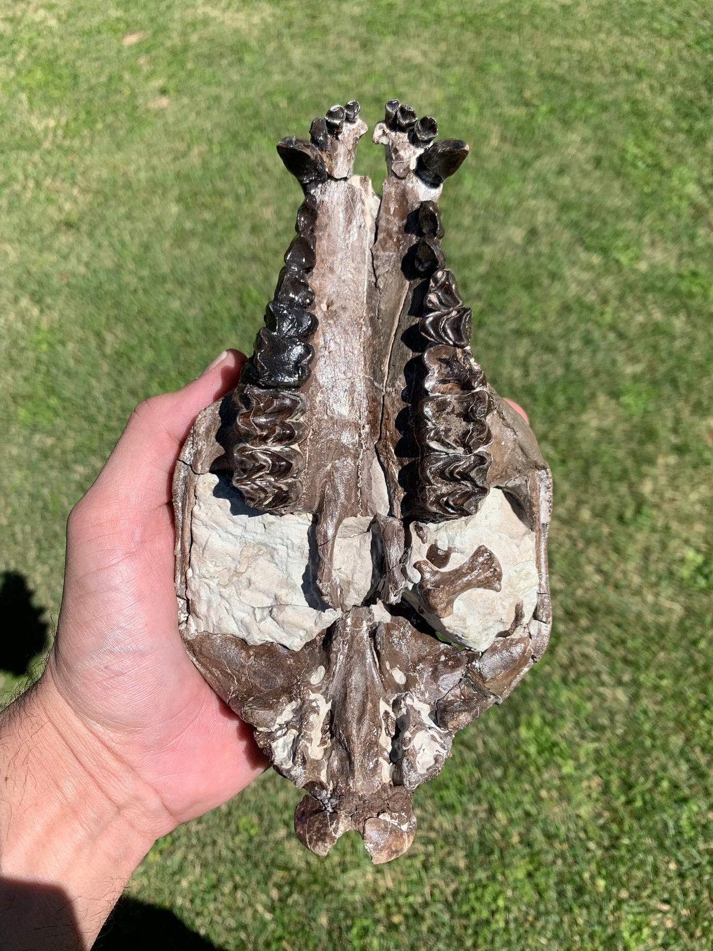 Beautiful Chocolate Fossil Oreodont skull