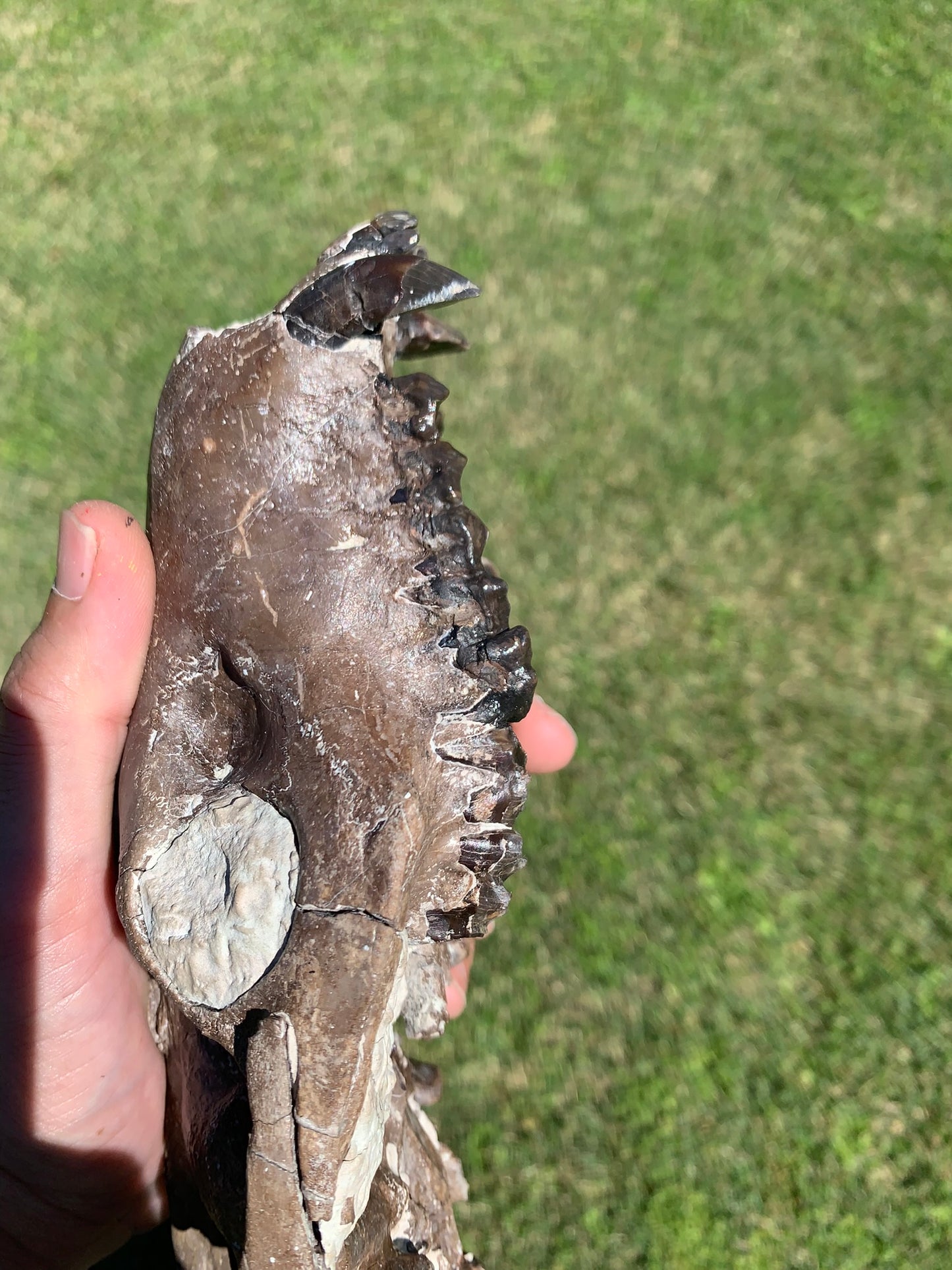 Beautiful Chocolate Fossil Oreodont skull