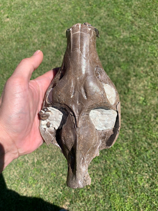 Beautiful Chocolate Fossil Oreodont skull