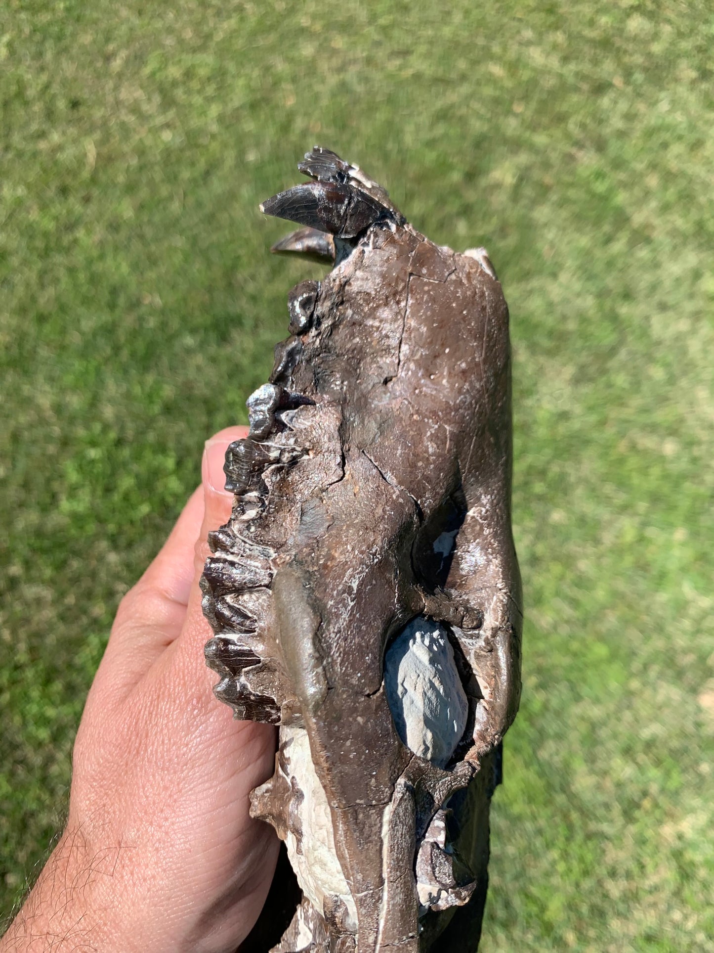 Beautiful Chocolate Fossil Oreodont skull