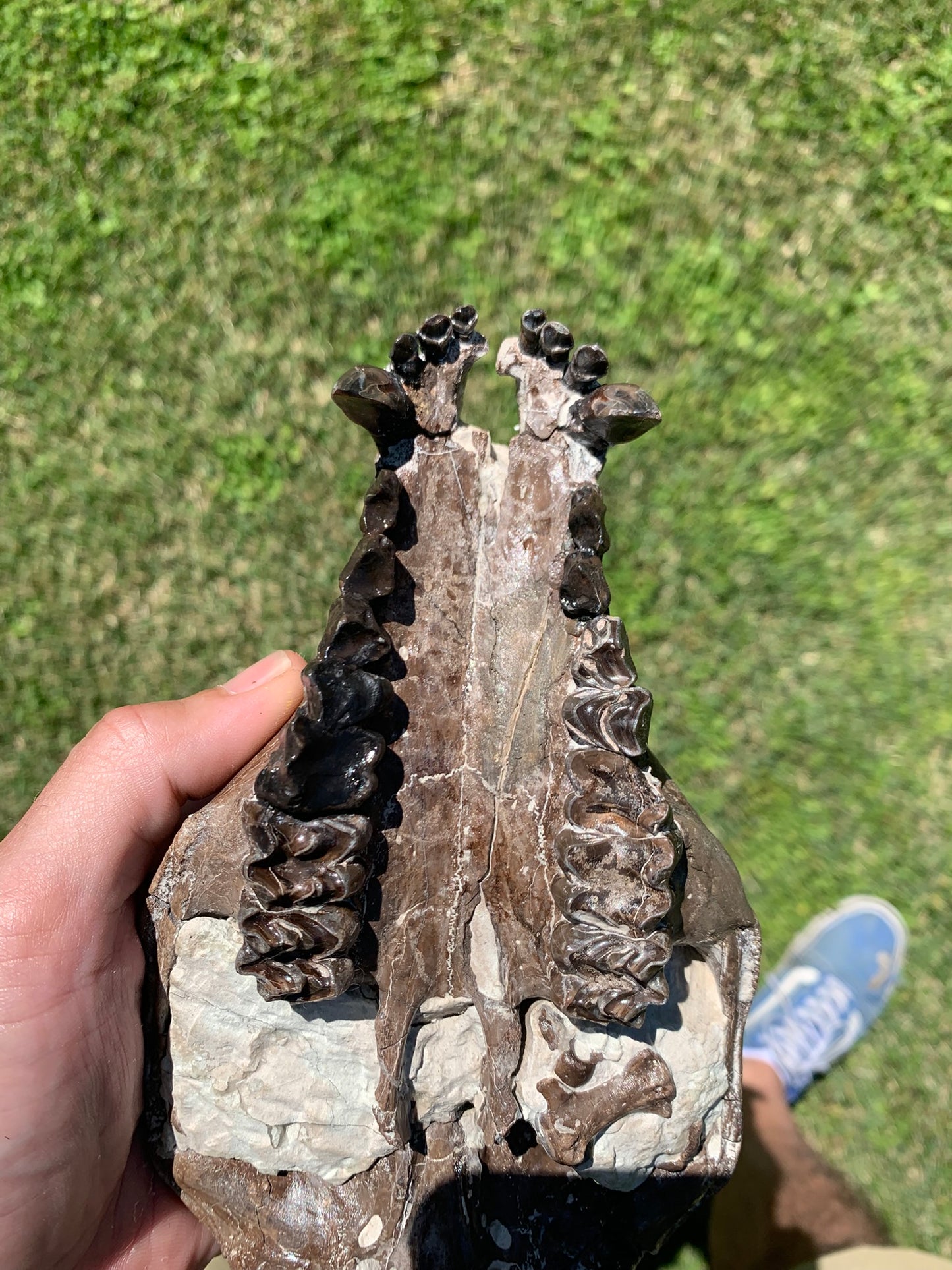 Beautiful Chocolate Fossil Oreodont skull