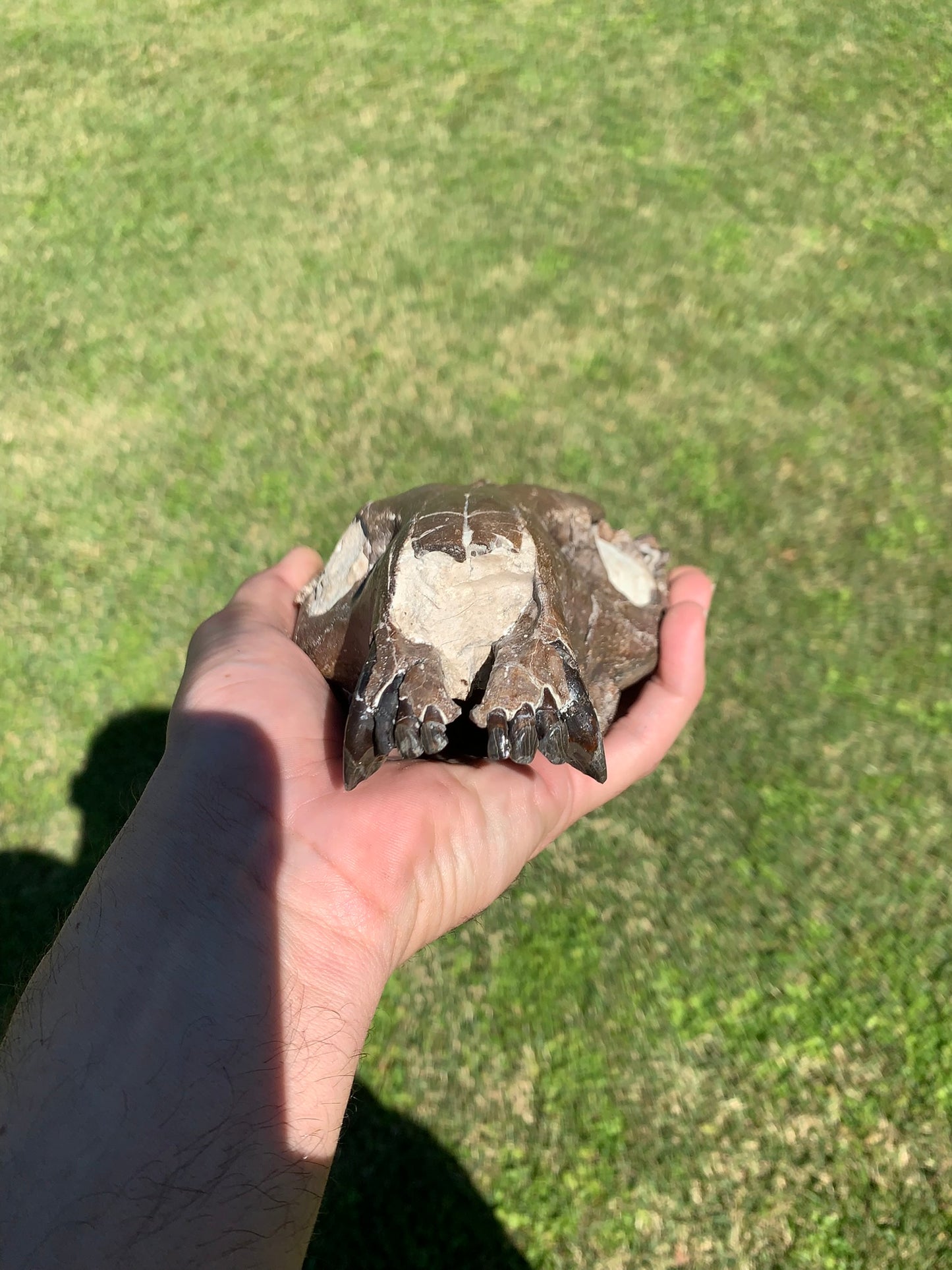 Beautiful Chocolate Fossil Oreodont skull