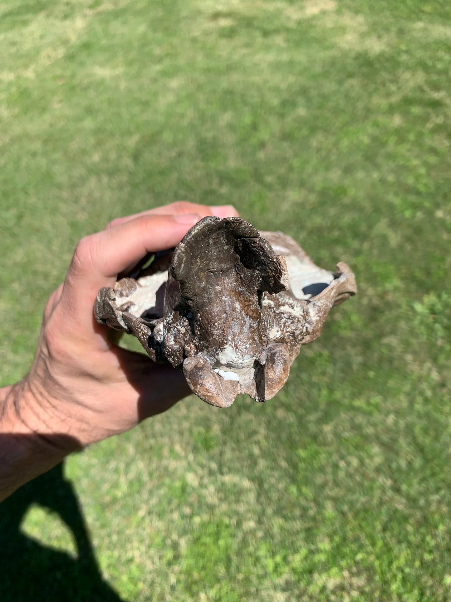 Beautiful Chocolate Fossil Oreodont skull