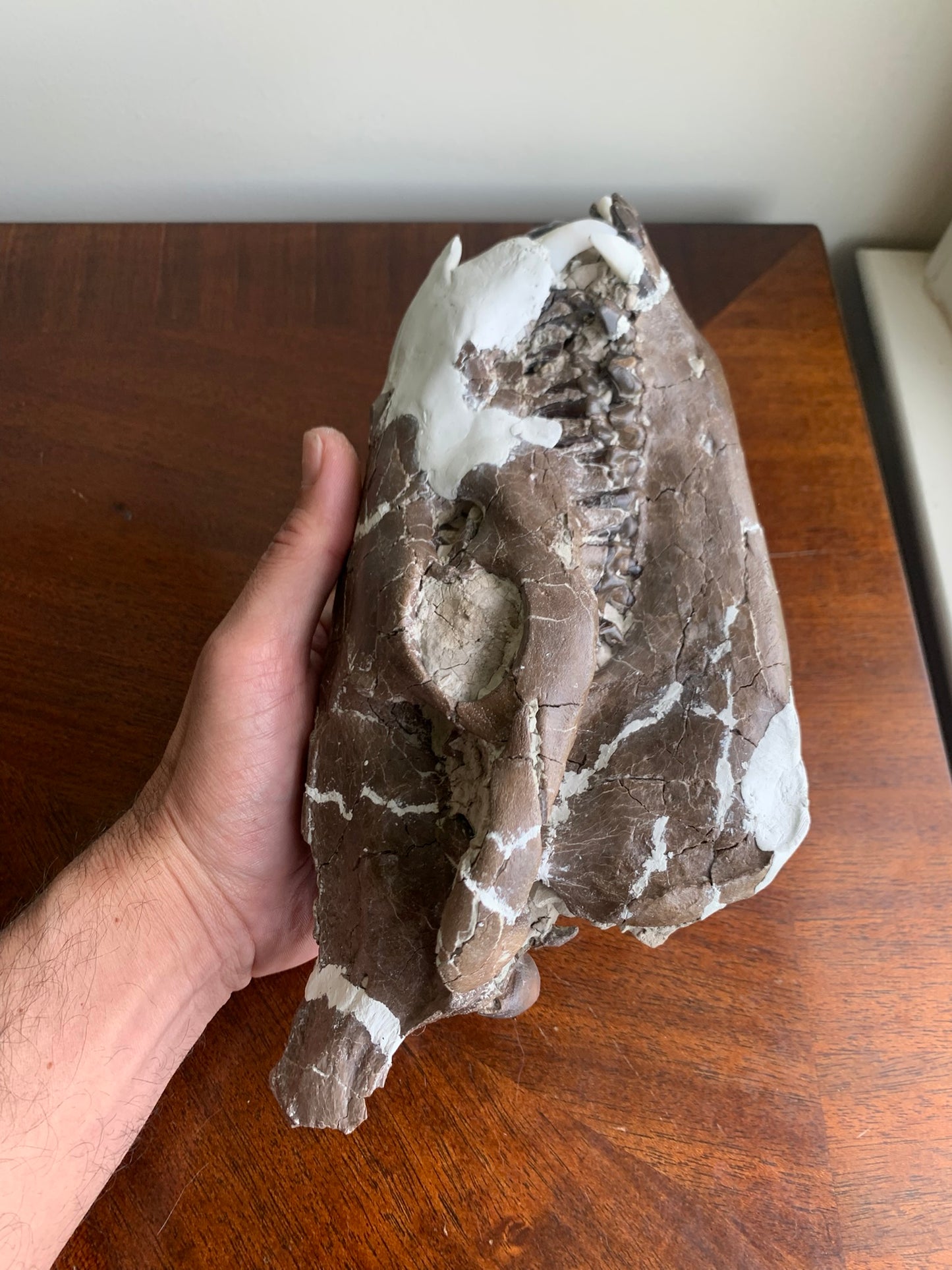 Beautiful Chocolate Fossil Oreodont Skull, Merycoidodon culbertsoni, White River Badlands