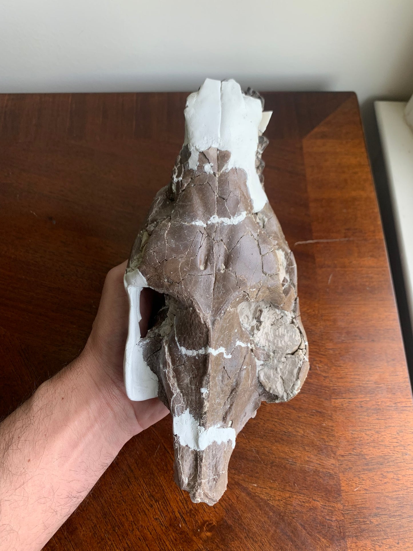 Beautiful Chocolate Fossil Oreodont Skull, Merycoidodon culbertsoni, White River Badlands