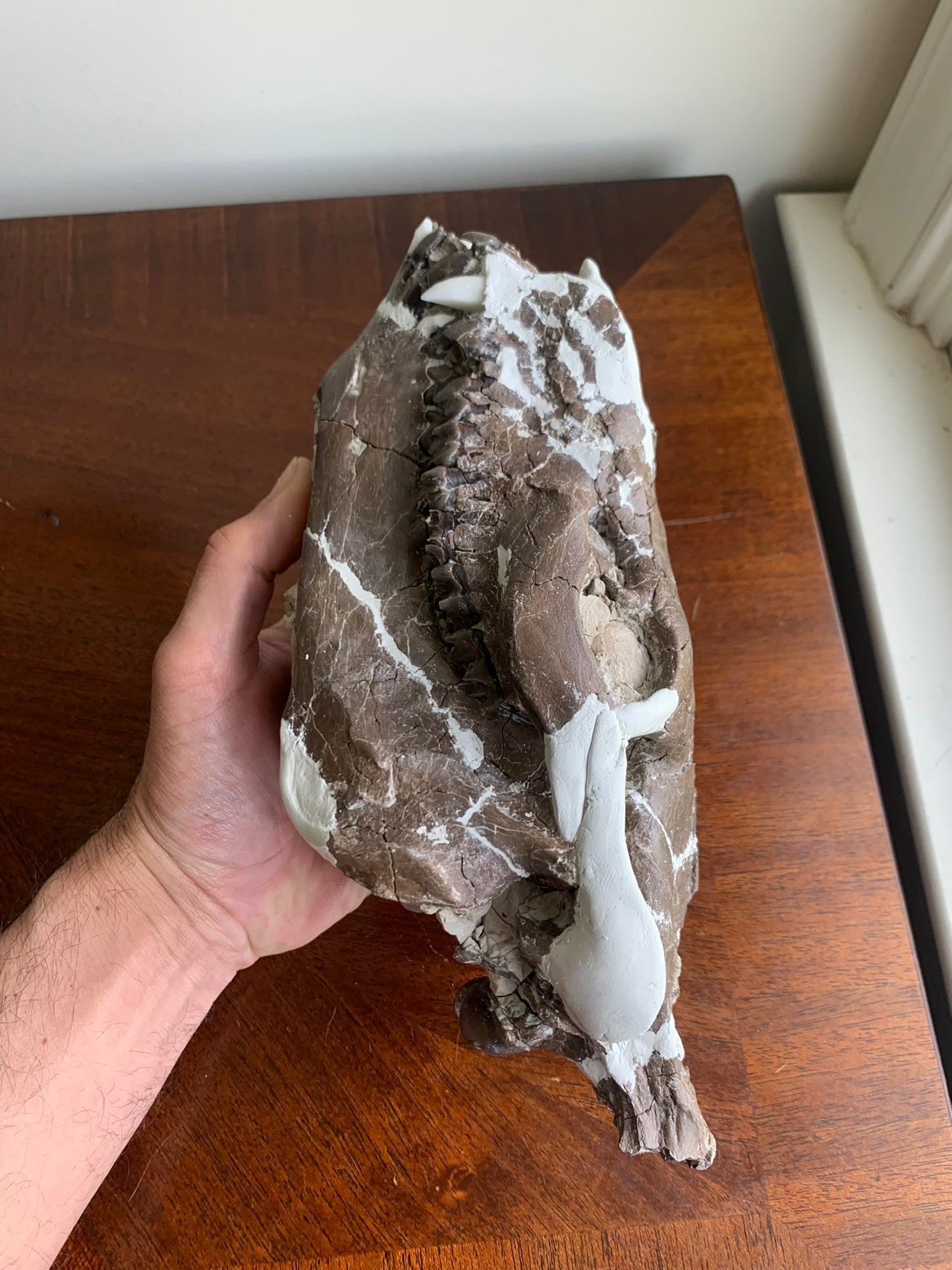 Beautiful Chocolate Fossil Oreodont Skull, Merycoidodon culbertsoni, White River Badlands