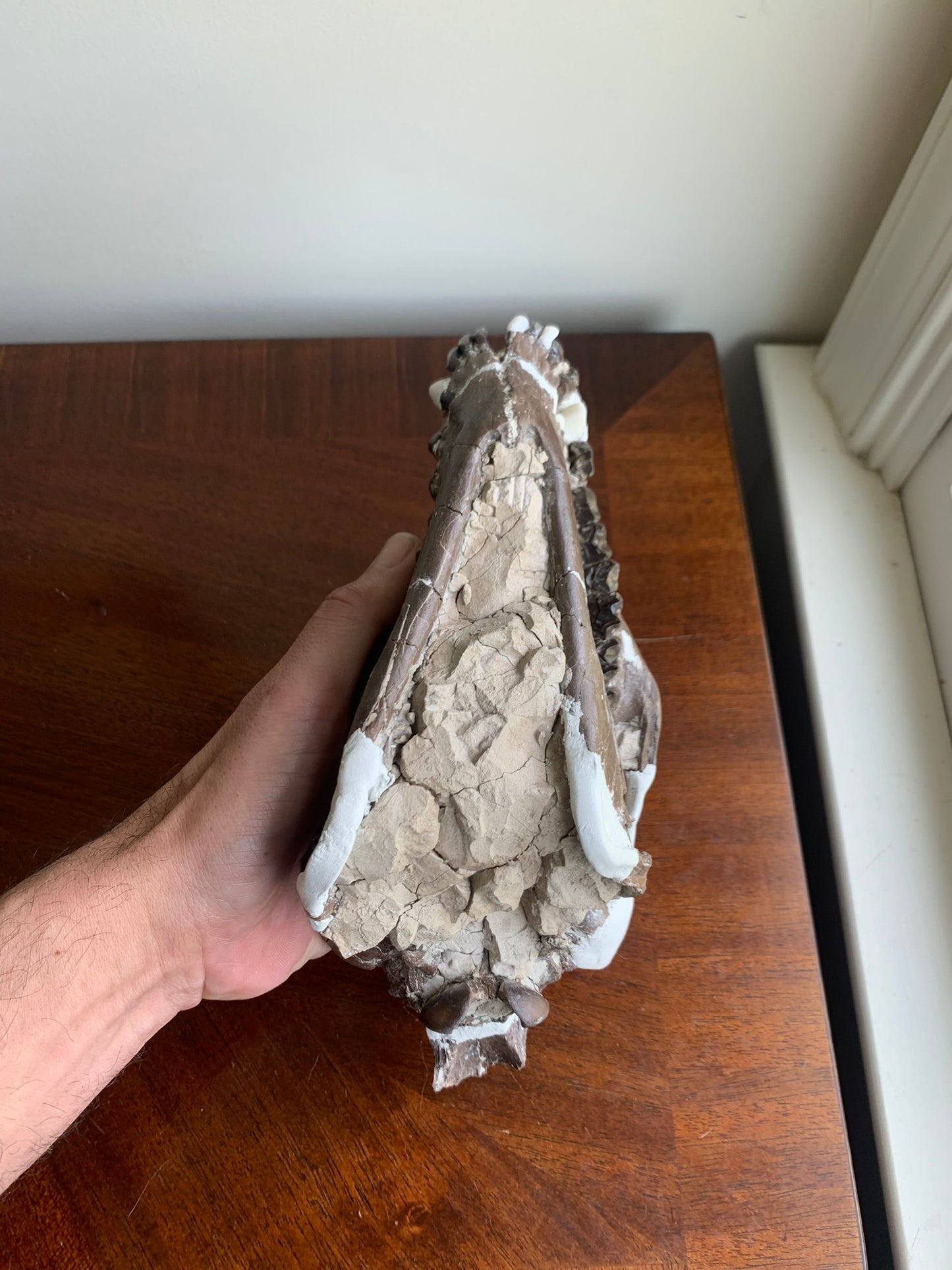 Beautiful Chocolate Fossil Oreodont Skull, Merycoidodon culbertsoni, White River Badlands
