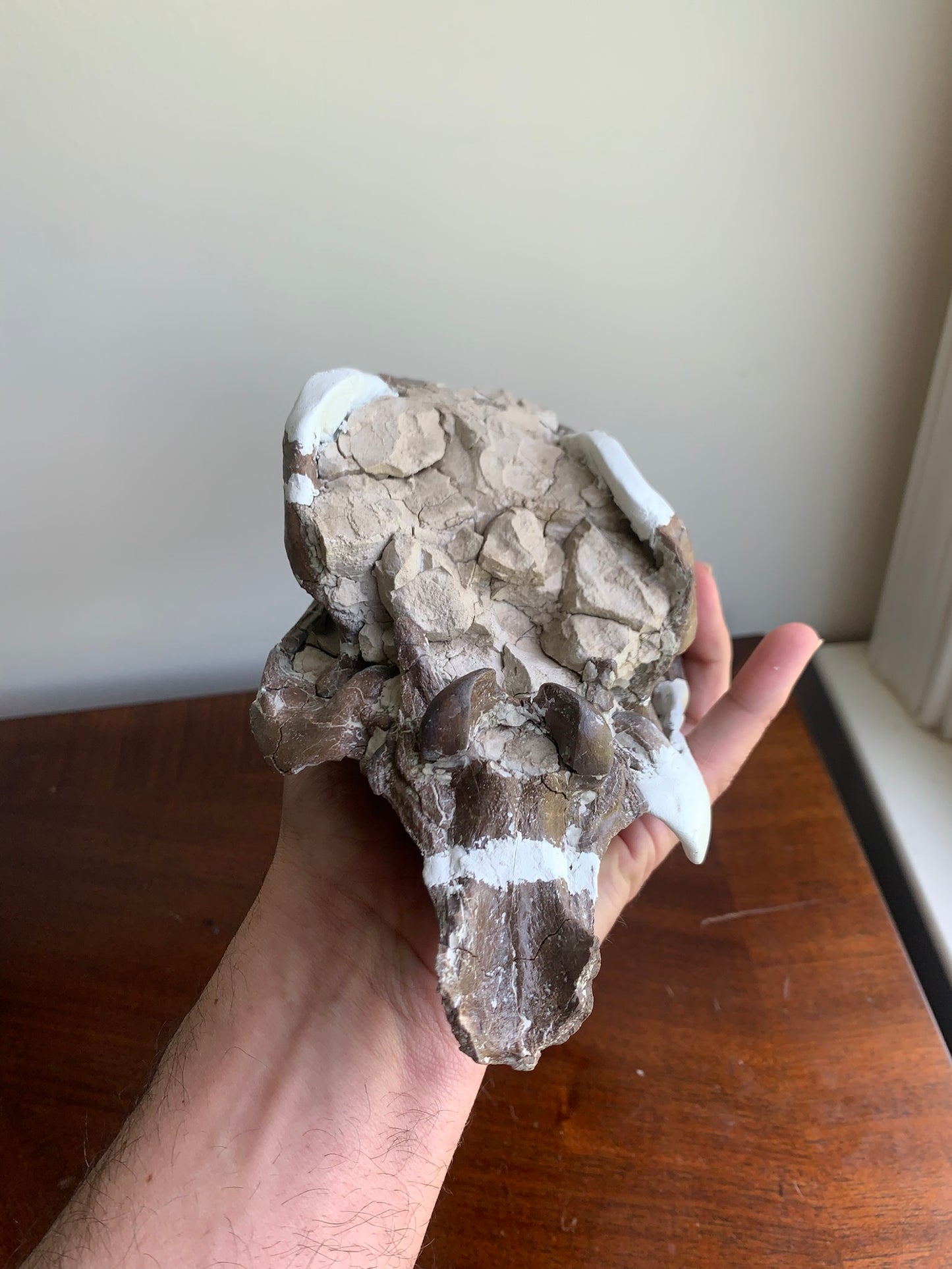 Beautiful Chocolate Fossil Oreodont Skull, Merycoidodon culbertsoni, White River Badlands