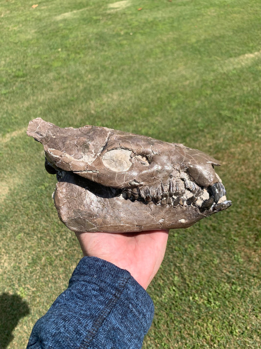 Beautiful Chocolate Fossil Oreodont Skull, Merycoidodon culbertsoni, White River Badlands