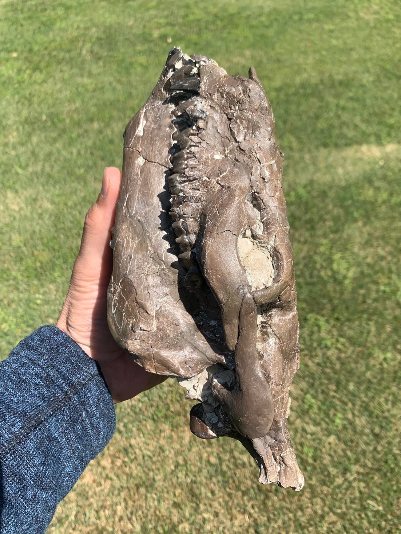 Beautiful Chocolate Fossil Oreodont Skull, Merycoidodon culbertsoni, White River Badlands