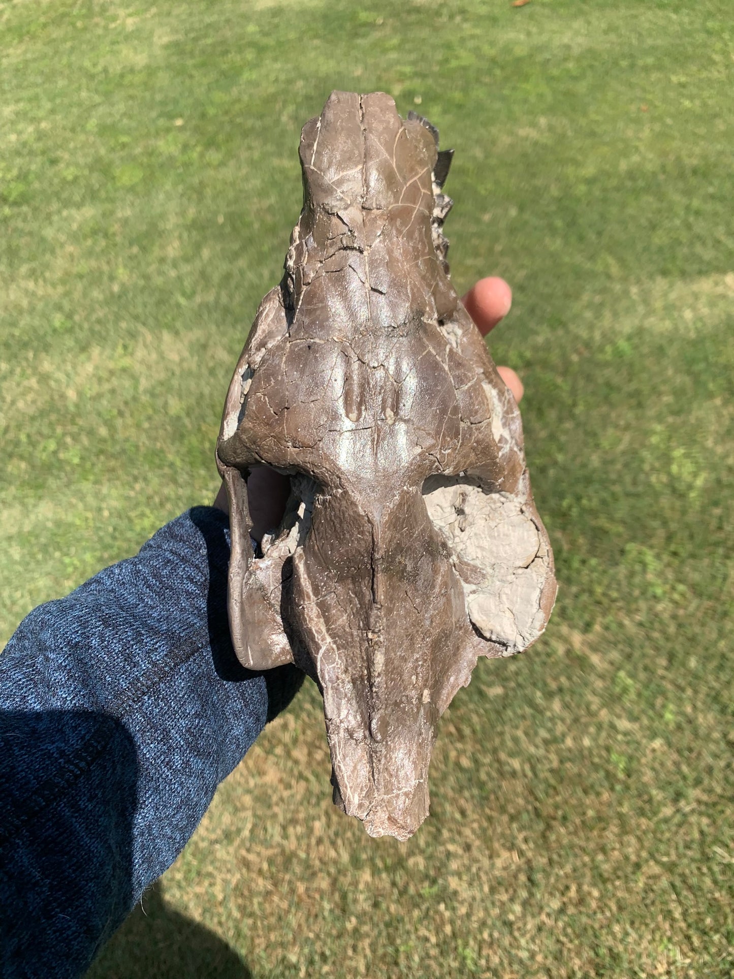 Beautiful Chocolate Fossil Oreodont Skull, Merycoidodon culbertsoni, White River Badlands