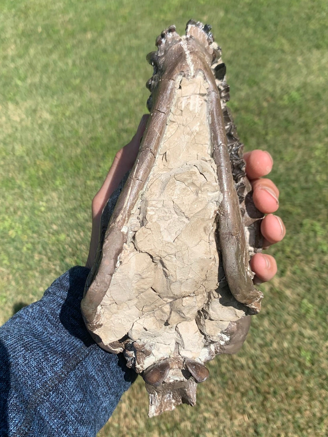 Beautiful Chocolate Fossil Oreodont Skull, Merycoidodon culbertsoni, White River Badlands