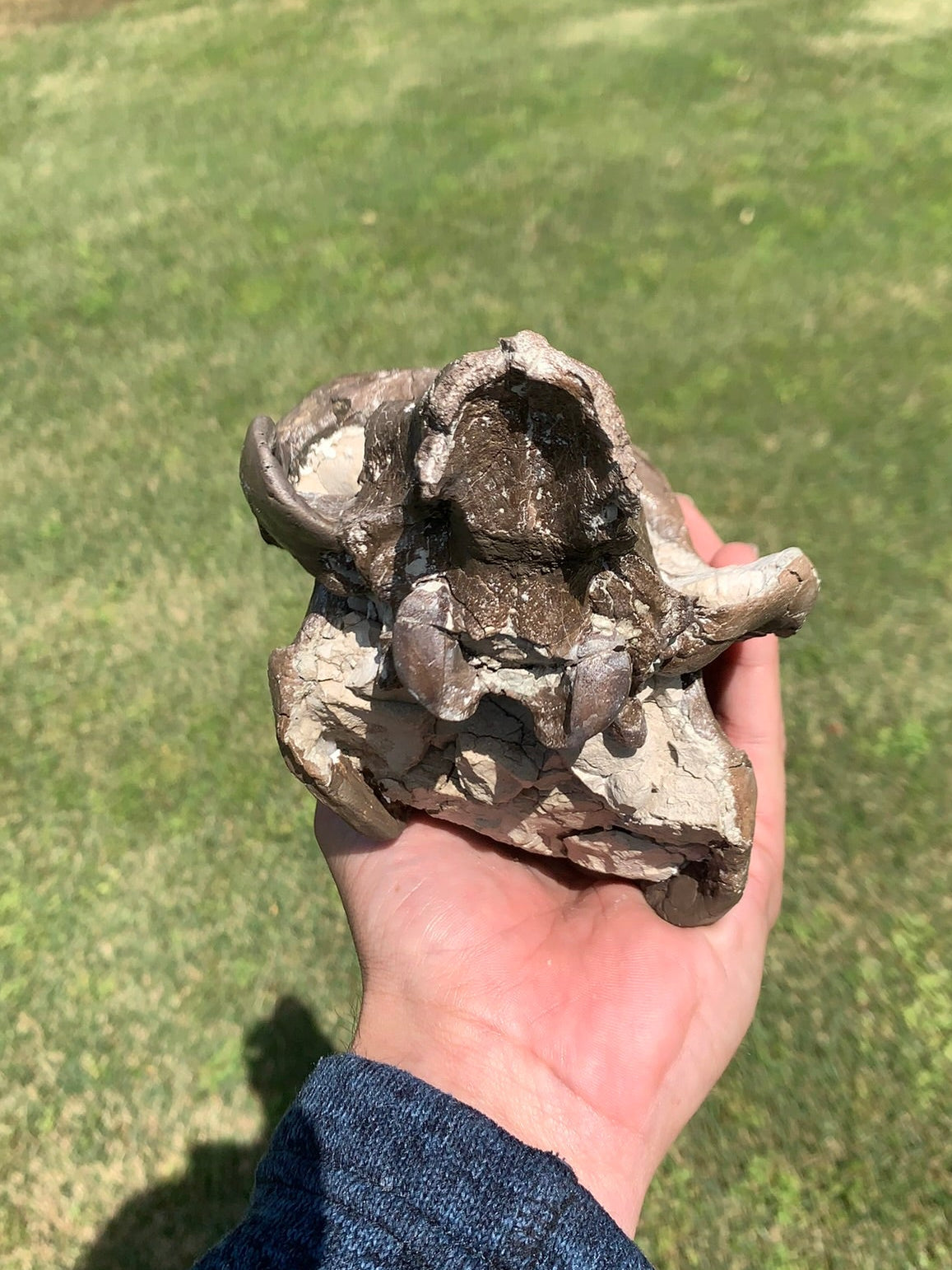 Beautiful Chocolate Fossil Oreodont Skull, Merycoidodon culbertsoni, White River Badlands