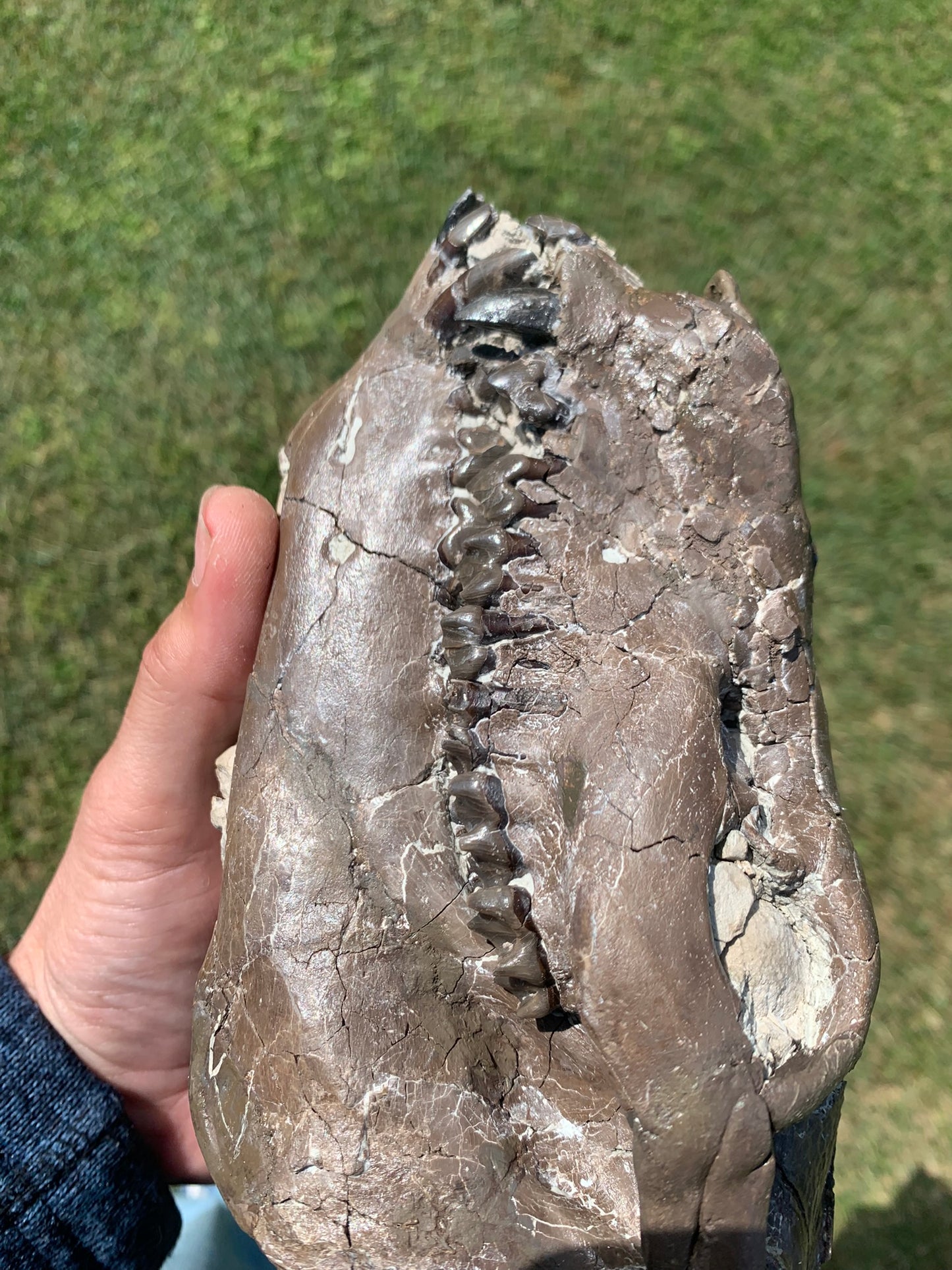 Beautiful Chocolate Fossil Oreodont Skull, Merycoidodon culbertsoni, White River Badlands