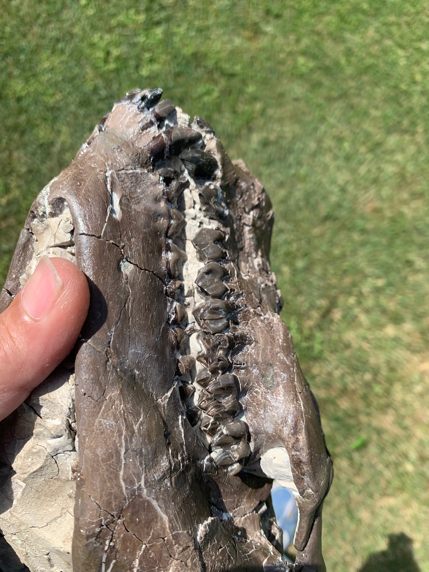 Beautiful Chocolate Fossil Oreodont Skull, Merycoidodon culbertsoni, White River Badlands