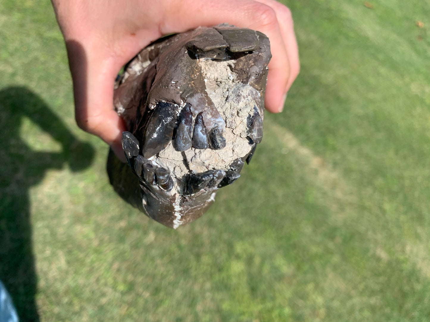 Beautiful Chocolate Fossil Oreodont Skull, Merycoidodon culbertsoni, White River Badlands