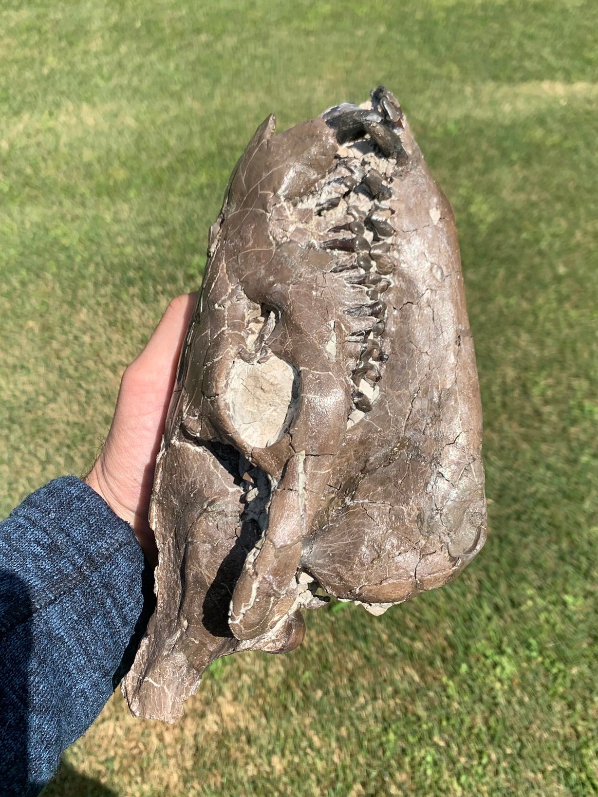 Beautiful Chocolate Fossil Oreodont Skull, Merycoidodon culbertsoni, White River Badlands