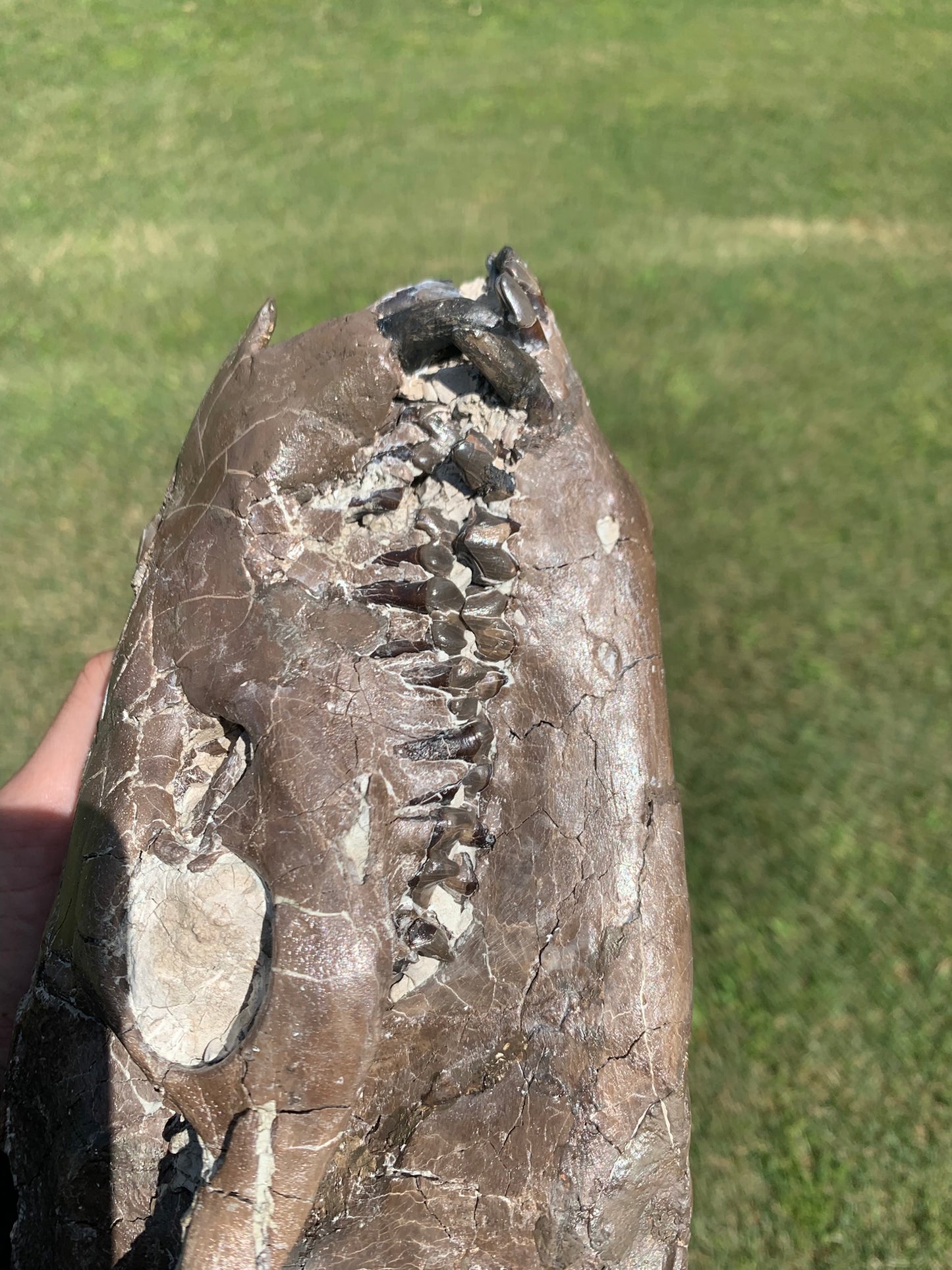 Beautiful Chocolate Fossil Oreodont Skull, Merycoidodon culbertsoni, White River Badlands