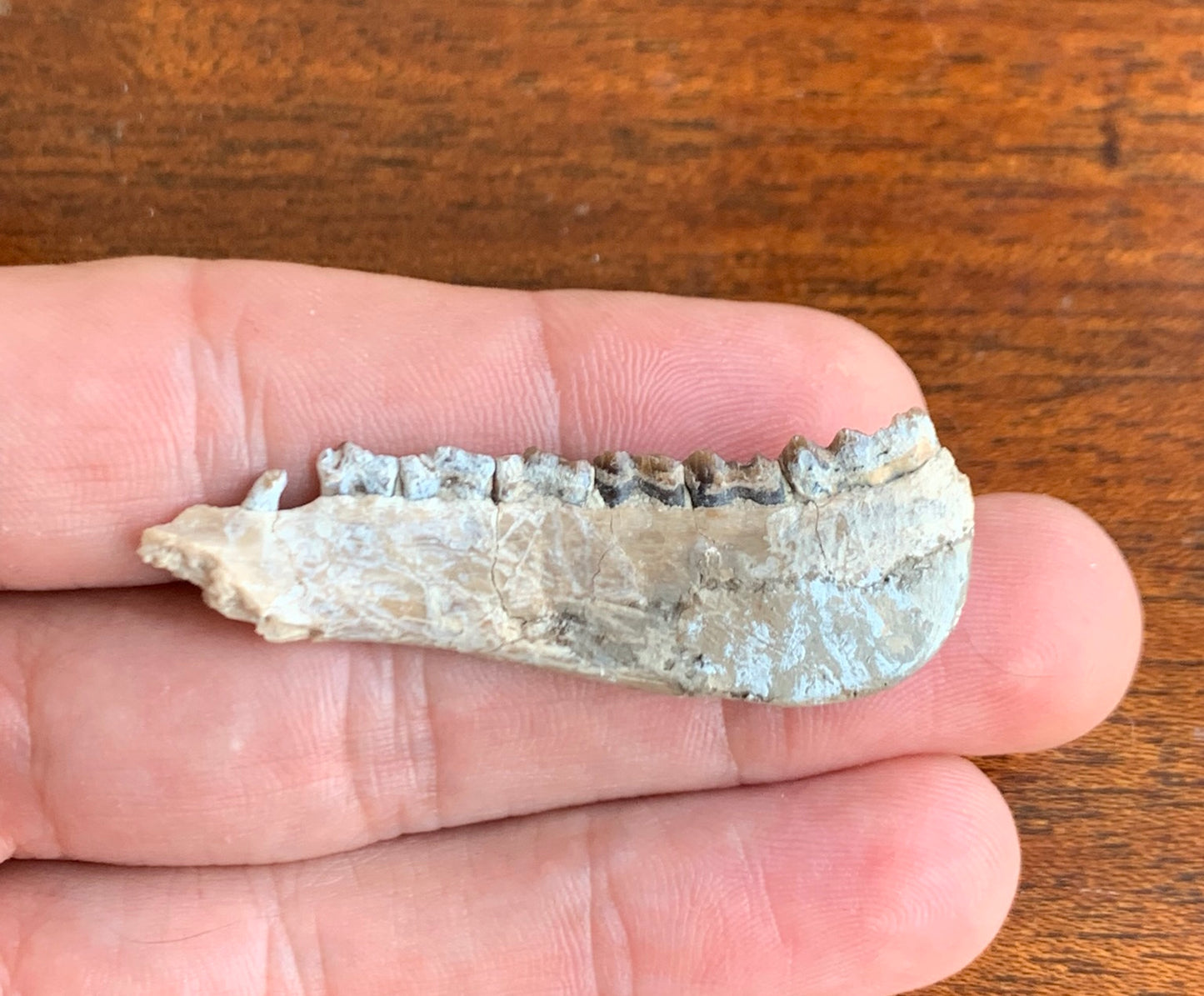Fossil Ruminant , Jaw, Chadron Formation