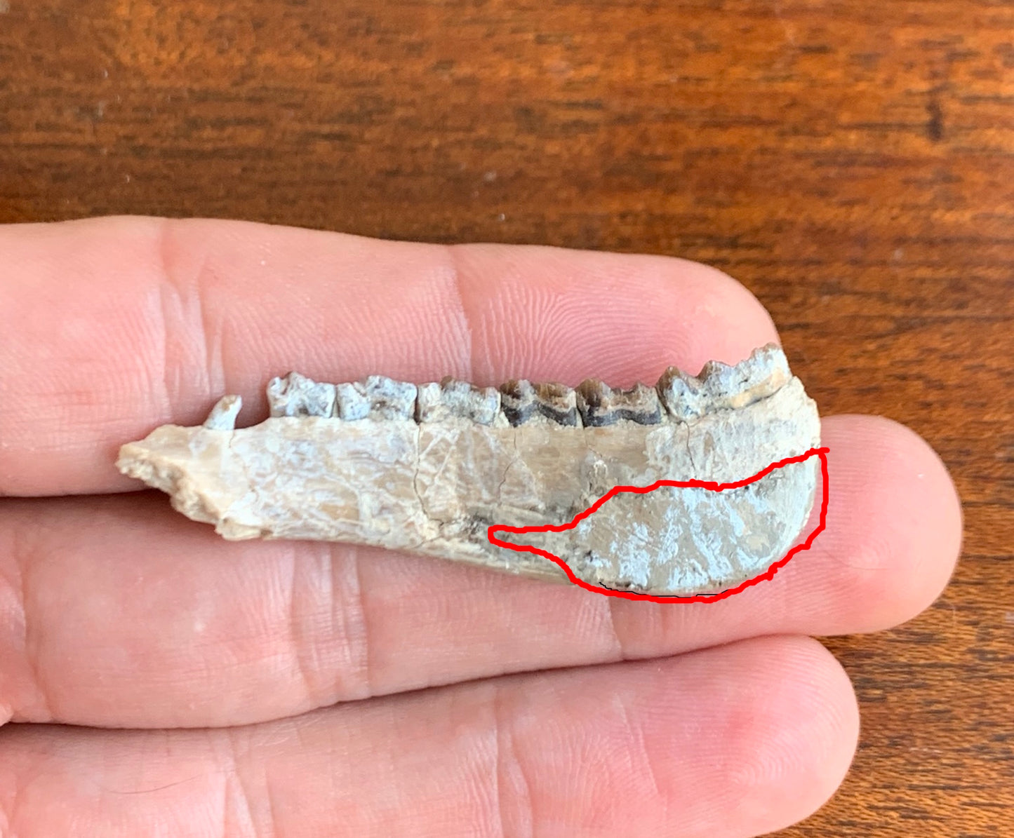 Fossil Ruminant , Jaw, Chadron Formation