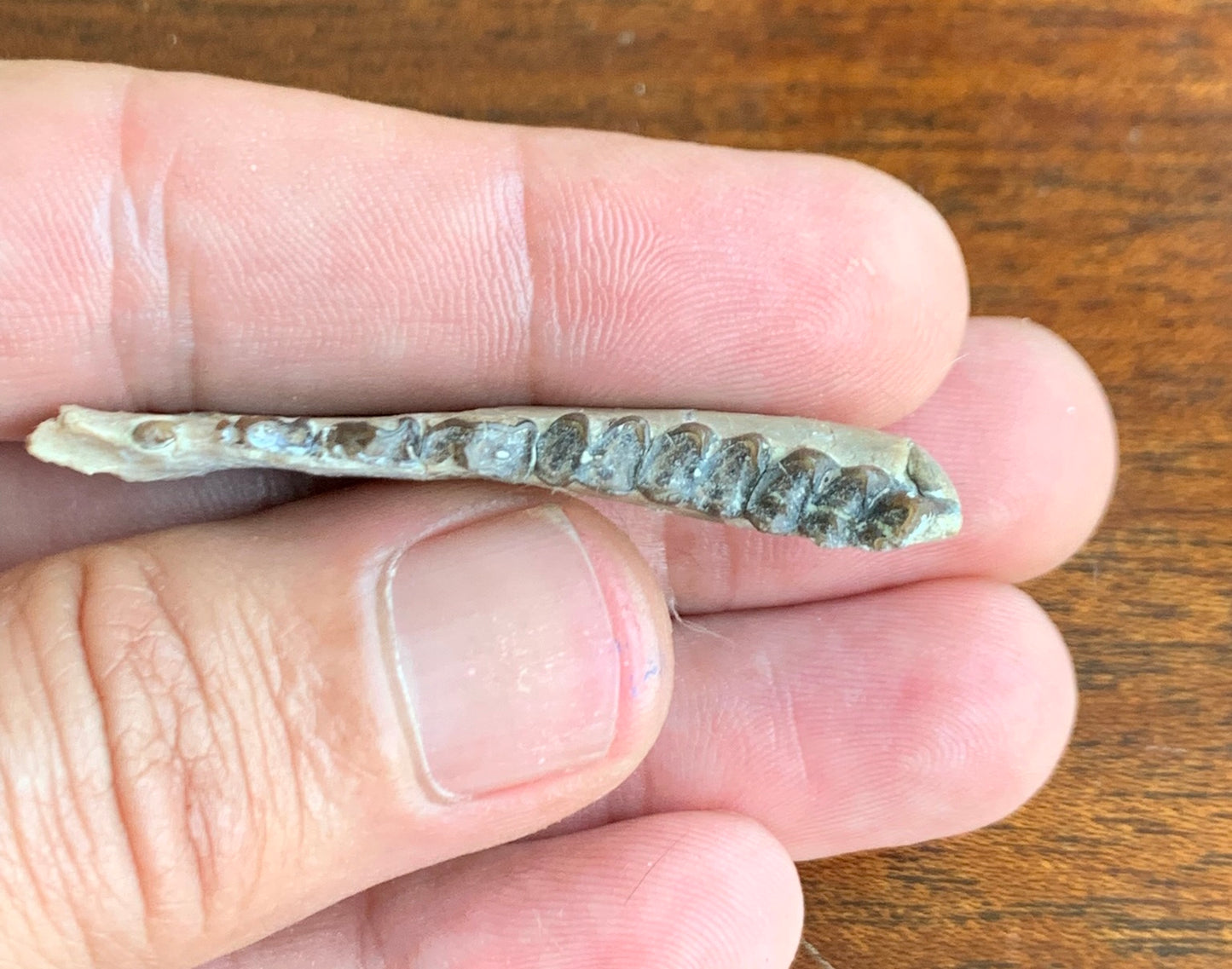 Fossil Ruminant , Jaw, Chadron Formation