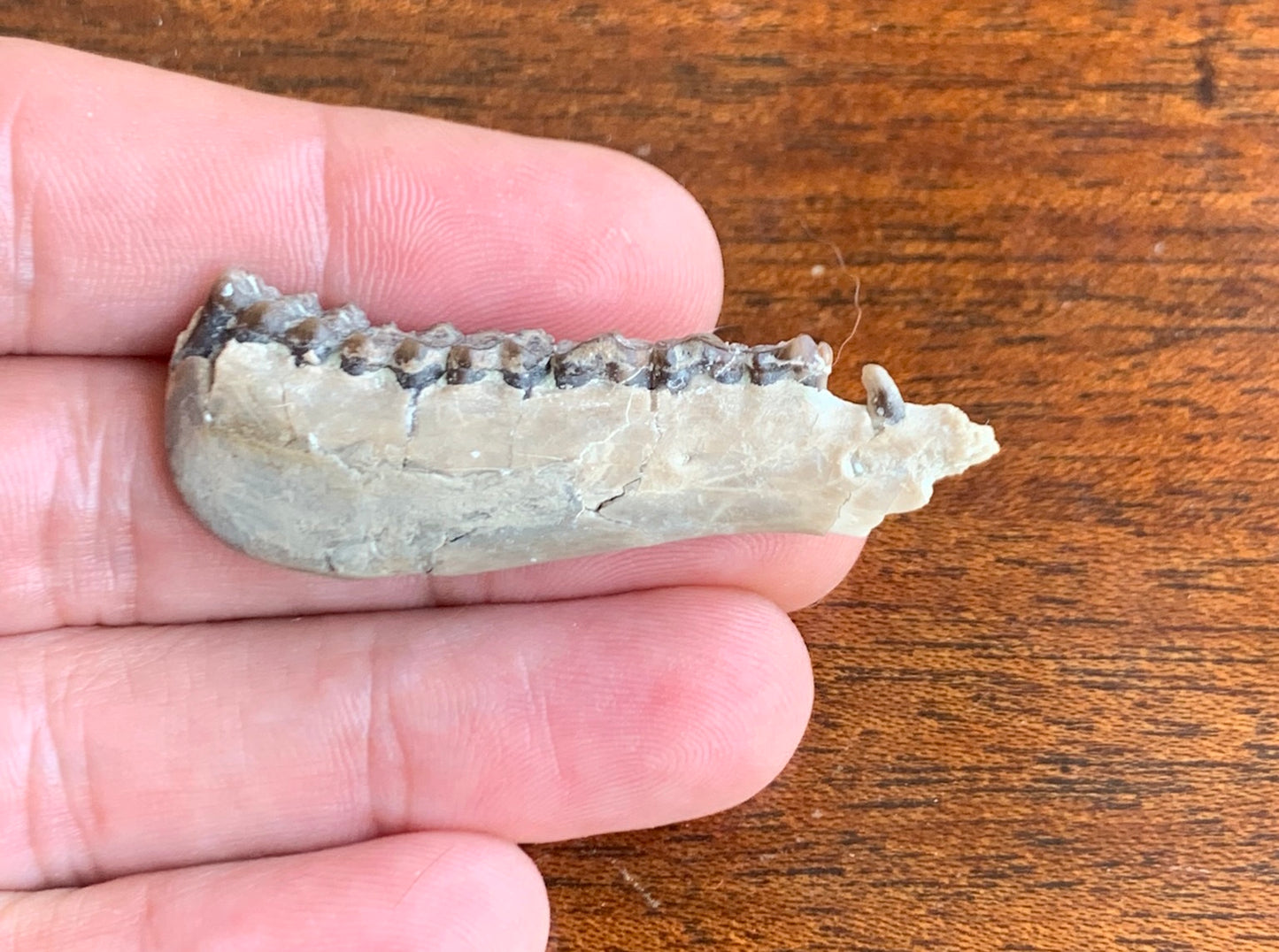 Fossil Ruminant , Jaw, Chadron Formation