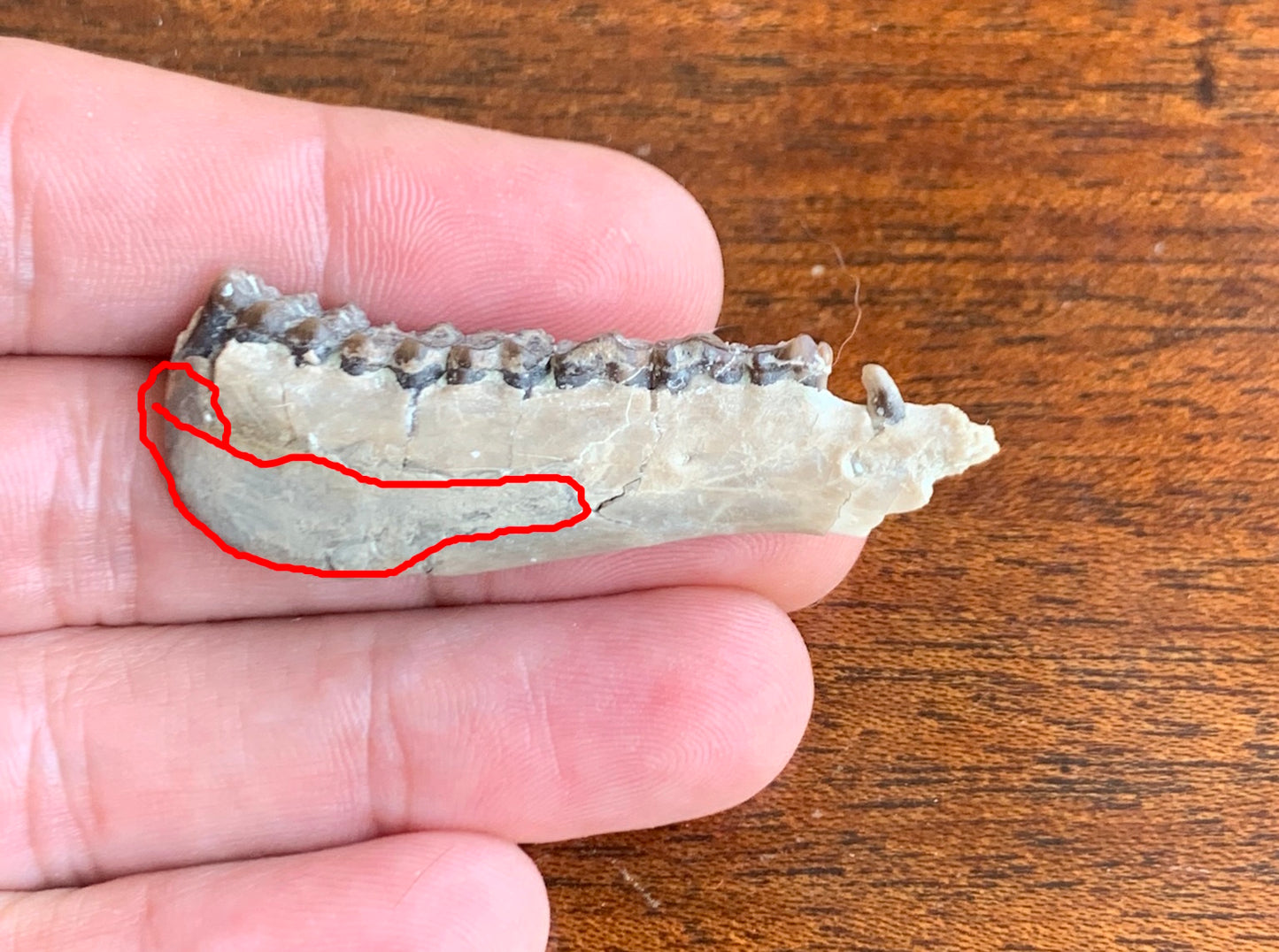 Fossil Ruminant , Jaw, Chadron Formation